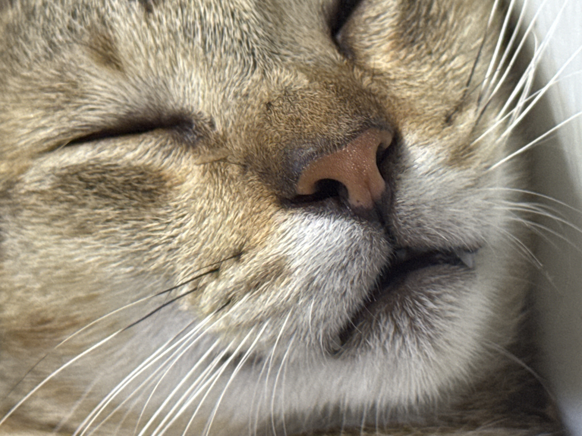 A close-up, eye-level shot shows a sleeping tabby cat's face. The cat's fur is a mix of brown and grey tabby stripes. Its eyes are closed, and its pink nose is visible. The cat's long, white whiskers fan out from its muzzle. The background is a blurred, light-colored surface. The image is a photograph taken in Davao City, Philippines.