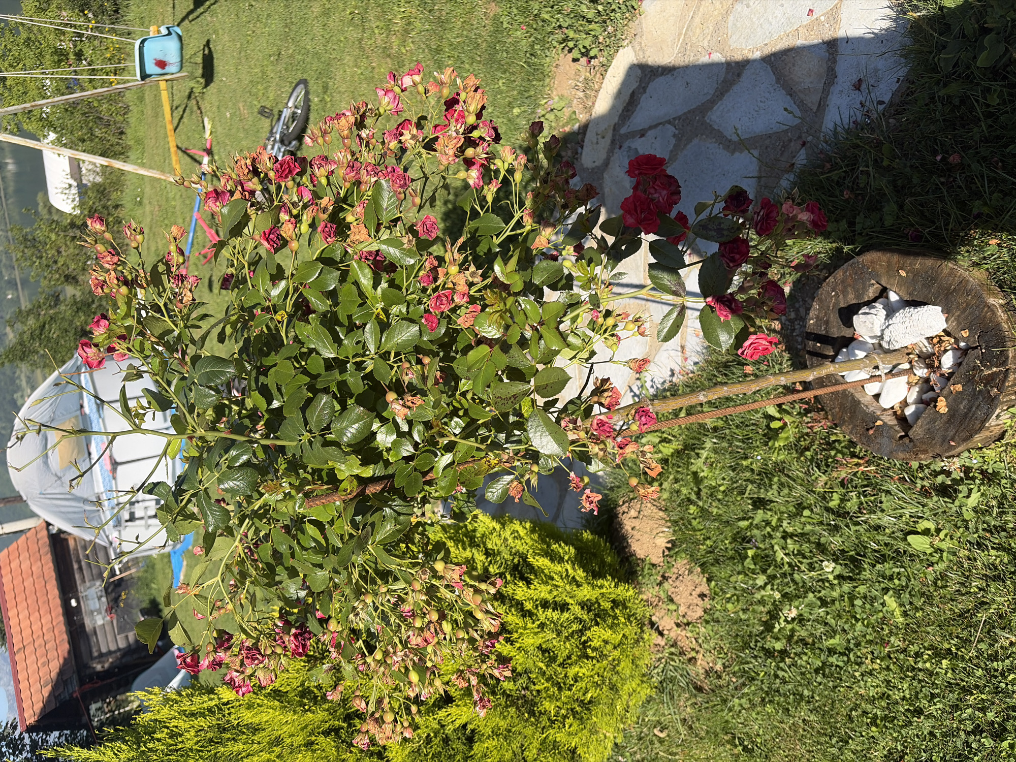 The image shows a rose bush with numerous red roses, some in bloom and some withered, planted in a wooden log container filled with white stones. The rose bush is in the foreground, with a bright green coniferous tree to its left. In the background, there is a rustic wooden building with a red tiled roof and a large, white, tent-like structure. Beyond these, a swing set with a blue seat is visible, along with a bicycle lying on the grass. The scene is set in a grassy yard with a paved stone path running through it. The location is specified as Plav, Montenegro.