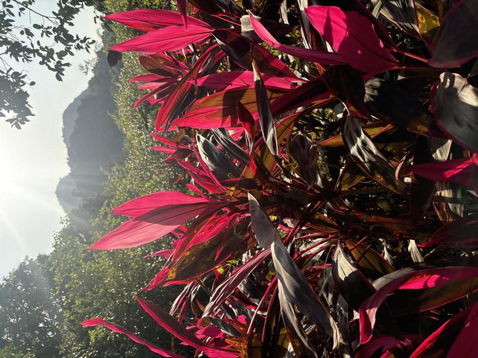 The image displays a close-up of dense foliage from numerous plants identified as Cordyline fruticosa, characterized by vibrant magenta-pink and dark green-purplish leaves. Strong sunlight originates from the upper left quadrant, backlighting many leaves and casting bright highlights and deep shadows across the plant cluster. In the mid-ground, a dense canopy of lush green trees extends, leading to the background where hazy karst limestone mountains are partially obscured by atmospheric conditions and sunlight. A small, dark-winged insect, consistent with a butterfly or moth, is visible in the upper right section, positioned above the brightly lit foliage. The scene is devoid of human presence or structures and is situated in Yên Sơn Ward, Uông Bí City, Quảng Ninh Province, Vietnam.