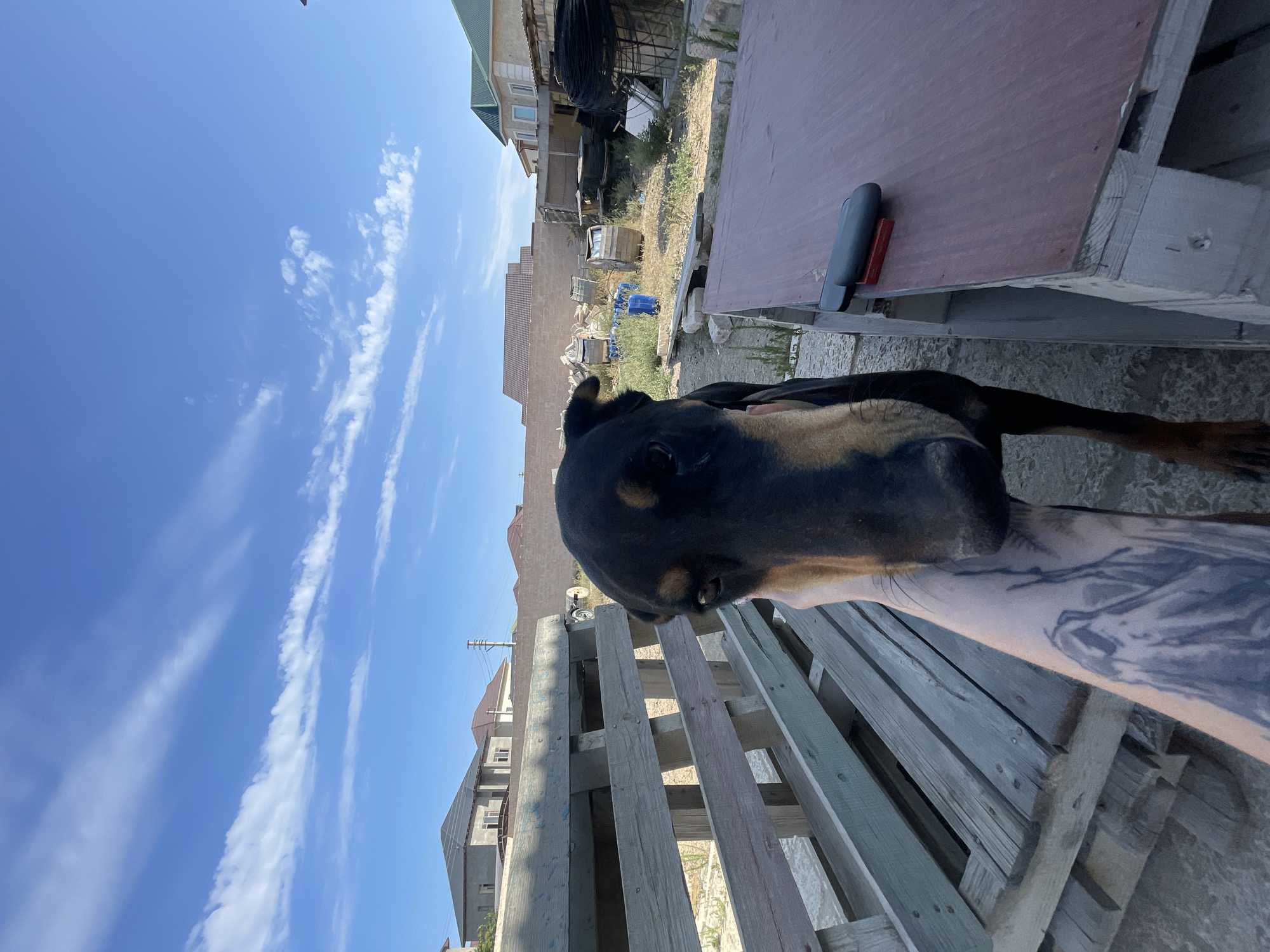 An outdoor scene in a rural area near Ömirzaq, Kazakhstan features a Doberman dog in the foreground, with its head close to the camera and a human hand petting it. The dog's face is partially obscured by the hand, but its dark fur and tan markings are visible. The dog is standing, with its body extending out of the frame.
Behind the dog, a weathered wooden bench or structure is present, made of stacked pallets. To the right, a reddish-brown wooden table-like surface is visible, with a black object and a red object resting on it. The background reveals a partially constructed or unkempt yard with various items, including building materials, barrels, and wires. Several houses with different architectural styles are situated further in the background, suggesting a residential or semi-rural setting. The sky above is a clear blue with thin, wispy white clouds. The overall impression is a casual, outdoor moment with a pet in what appears to be a developing or lived-in residential area.