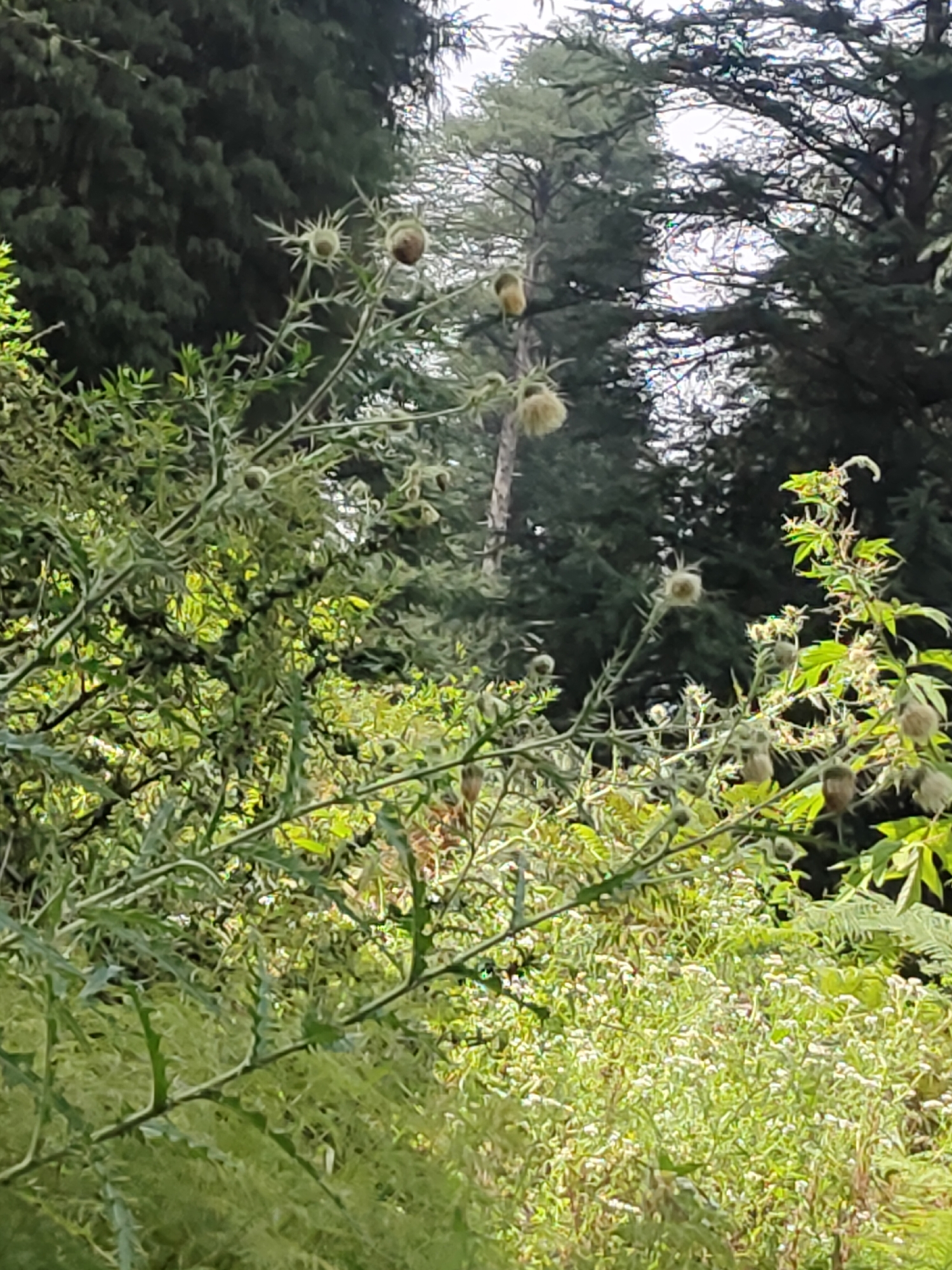 The image captures a dense, green natural environment with trees in the background and thorny plants in the foreground. The foreground is dominated by the spiky branches and seed heads of what appear to be thistle plants, some with fluffy seed structures. Among these are smaller, lighter-colored flowering plants with numerous tiny white blooms. The background features tall, dark green coniferous trees, suggesting a forested area. The lighting indicates it is daytime, possibly overcast or in dappled sunlight. No people or man-made structures are visible. The scene is located in an outdoor, natural setting with no specific urban features to pinpoint a city or location.