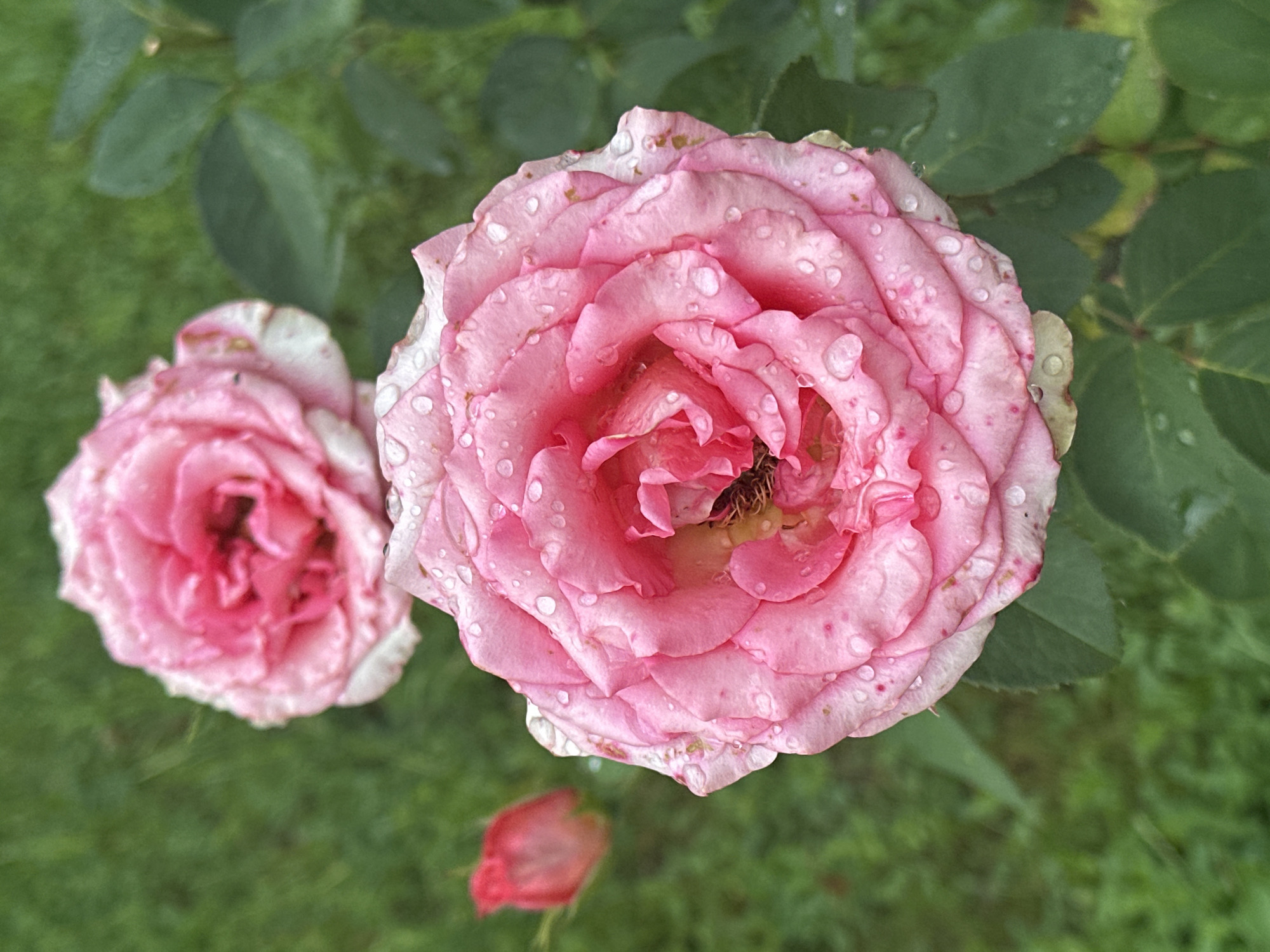This is a close-up, vertical shot of two pink roses with water droplets on their petals. The rose in the foreground is in focus, showing its intricate petal structure and the glistening water. To the left and slightly behind it, another pink rose is visible, out of focus. A small, red rose bud is also present in the background, to the left of the larger roses. The roses are surrounded by green foliage and grass, suggesting an outdoor garden setting. The image does not provide any specific visual cues to identify its location within Zvenyhorodka, Ukraine, nor does it depict any people or actions.