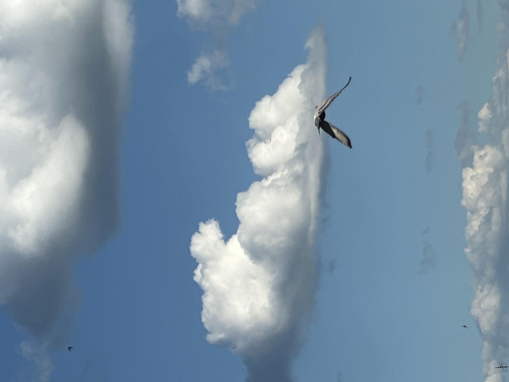 A bird is in flight against a blue sky dotted with white and gray clouds. The bird is in the lower right quadrant of the image, with its wings spread wide in a swooping motion. Its body is dark with some lighter markings on its head and chest. In the upper left corner of the image, another smaller bird can be seen, appearing as a dark silhouette against the sky. Several large, fluffy white clouds dominate the upper and central portions of the frame. The bottom of the image shows more scattered, smaller clouds and what appears to be a utility pole on the far left. The image captures a moment of natural activity in an open sky environment.