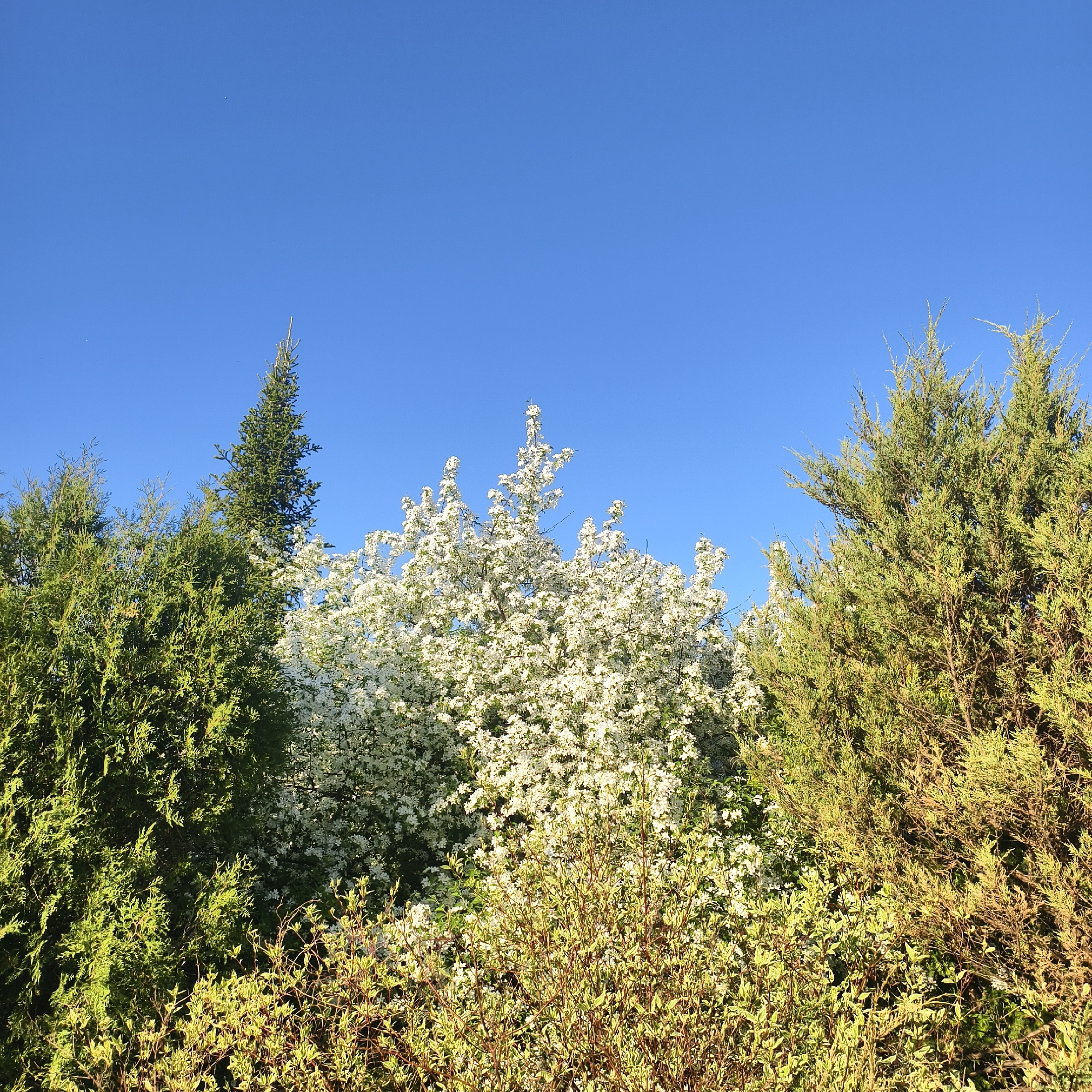 The image shows a clear blue sky over a row of trees and bushes. From left to right, there is a dark green coniferous tree, a tall, narrow evergreen, a flowering tree with white blossoms, and another green coniferous tree with yellowed lower branches. Underneath these, there are low-lying bushes with a mix of green and yellow leaves. The scene appears to be outdoors on a sunny day. There is no visible evidence to confirm it is in the city of Варзи-Ятчи, Russia.