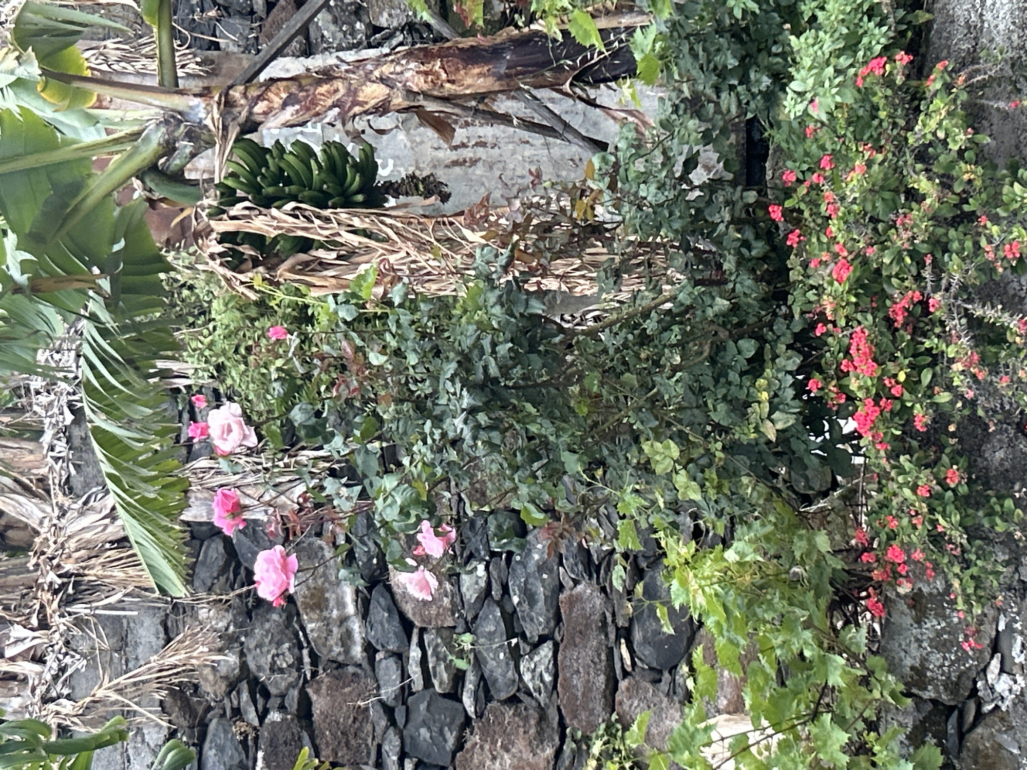 The image shows a stone wall overgrown with vegetation. A banana plant with green bananas is visible. Pink roses grow along the wall, and a plant with small red flowers is present to the right of the frame. The scene is located in Câmara de Lobos, Portugal.