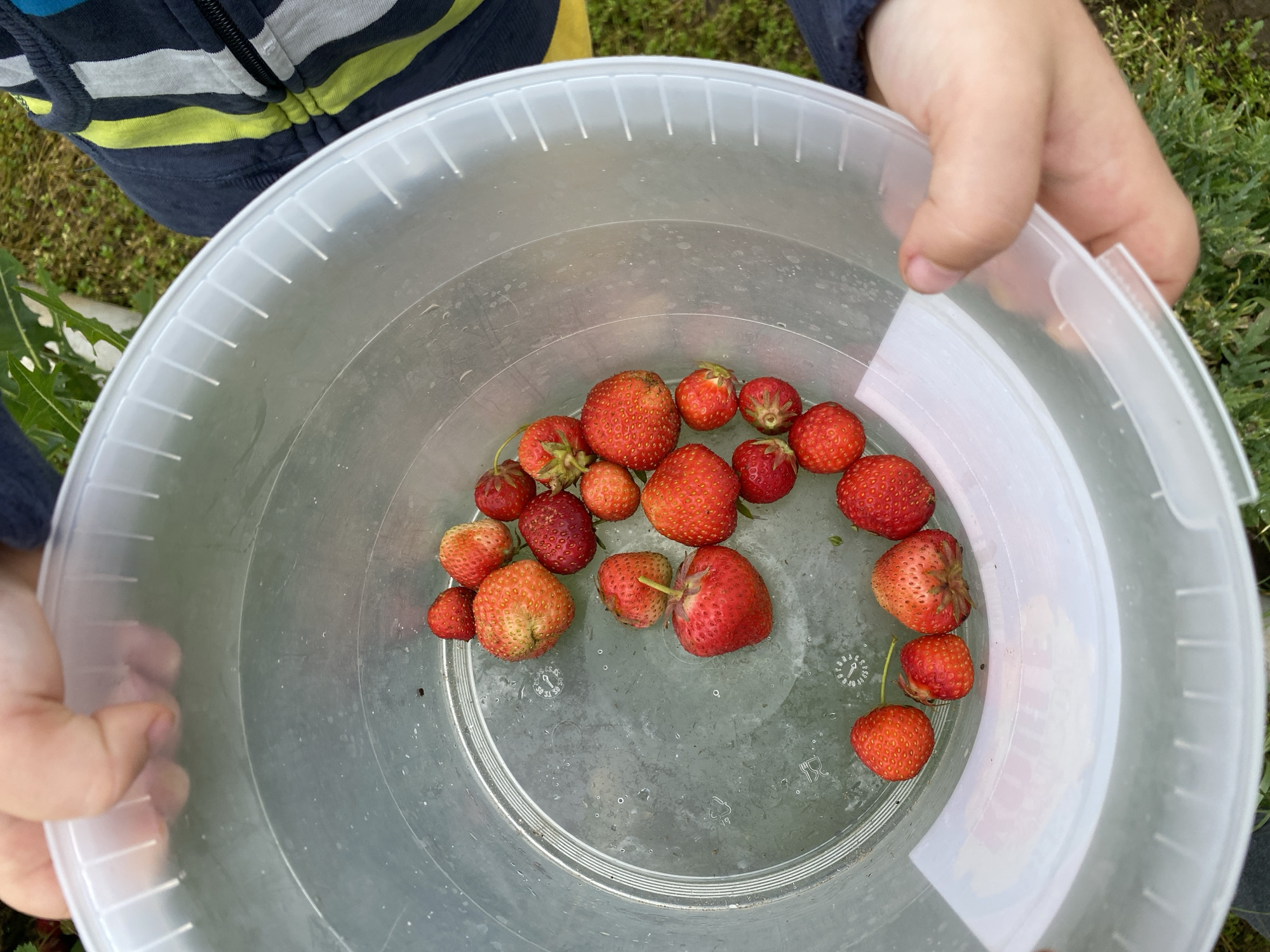 A close-up, overhead shot captures a clear plastic bucket filled with ripe strawberries. The bucket is held by two small hands, one on each side, suggesting a child is holding it. The strawberries are varied in size and color, ranging from deep red to lighter red and pinkish hues, with visible seeds on their surfaces and green stems. The interior of the bucket shows some moisture. The background is blurred, with hints of green grass and foliage, indicating an outdoor setting, likely a garden or field. The scene appears to be an informal gathering of strawberries, possibly after a harvest. There is no specific identifiable landmarks or details in the background to suggest a location within Roudnice nad Labem, Czechia.
