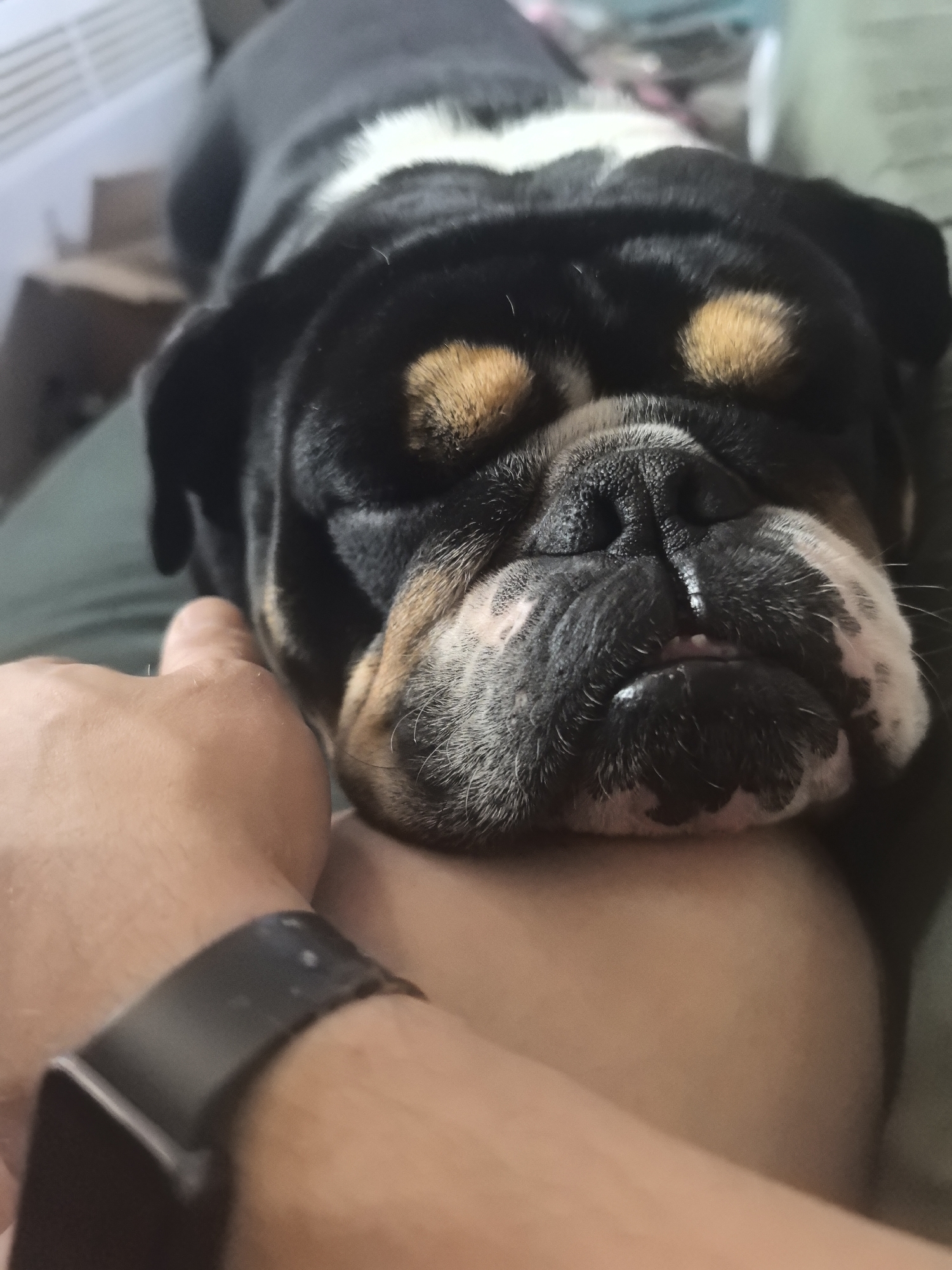 A close-up shot shows a black, tan, and white Bulldog sleeping on a person's arm. The person's hand is positioned near the dog's head. The person is wearing a black wristwatch. The background is blurry and indistinct, suggesting an indoor environment. There are no overt indicators suggesting the location is Chaikovsky, Russia.