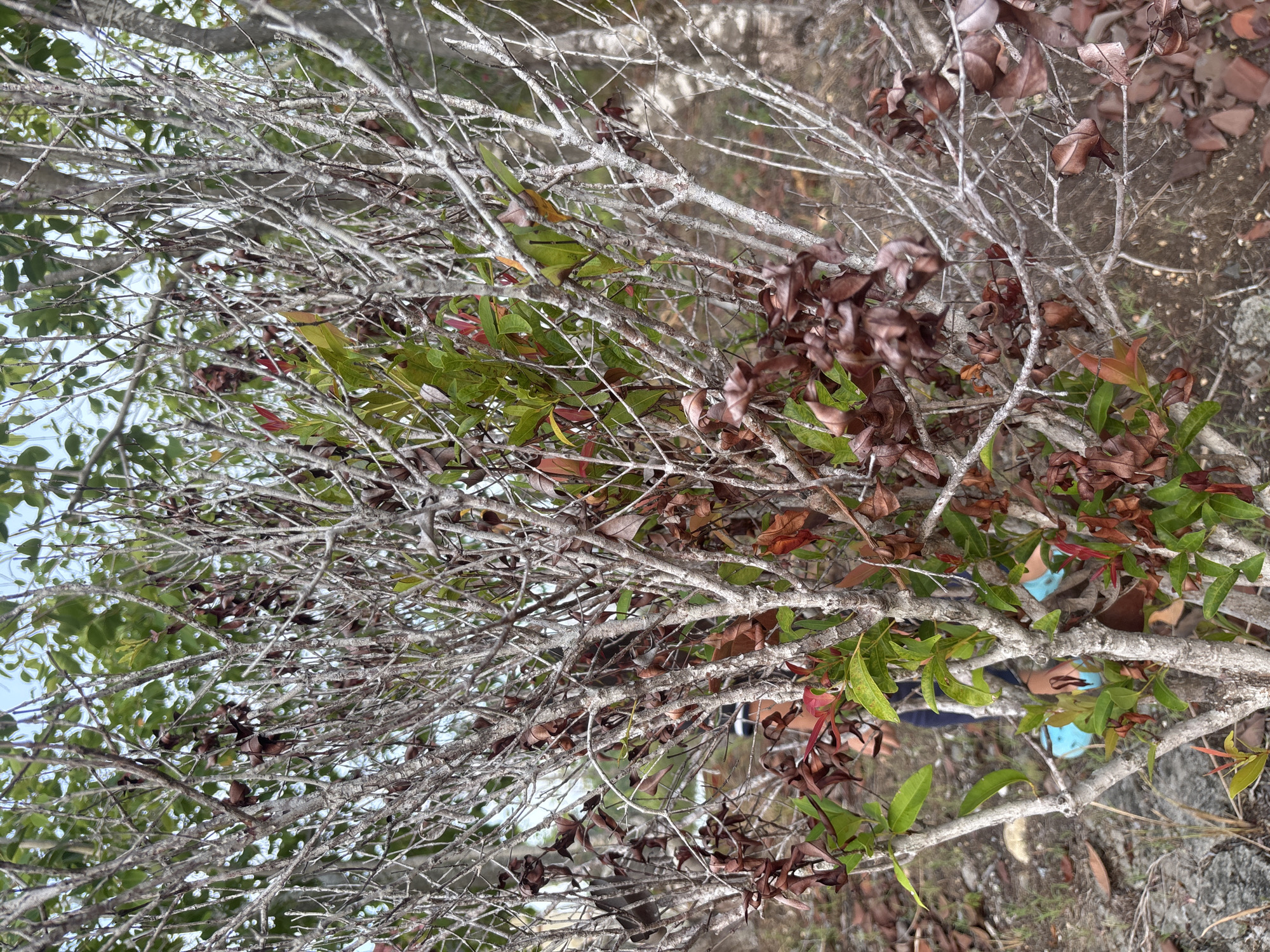 The image shows a close-up view of a tree or bush with a mix of bare, grey branches, green leaves, and brown, dry leaves. The background is blurred, but appears to be an outdoor environment. There is no evidence to confirm this image was taken in Lhokseumawe, Indonesia, and there are no people explicitly identifiable in the image.