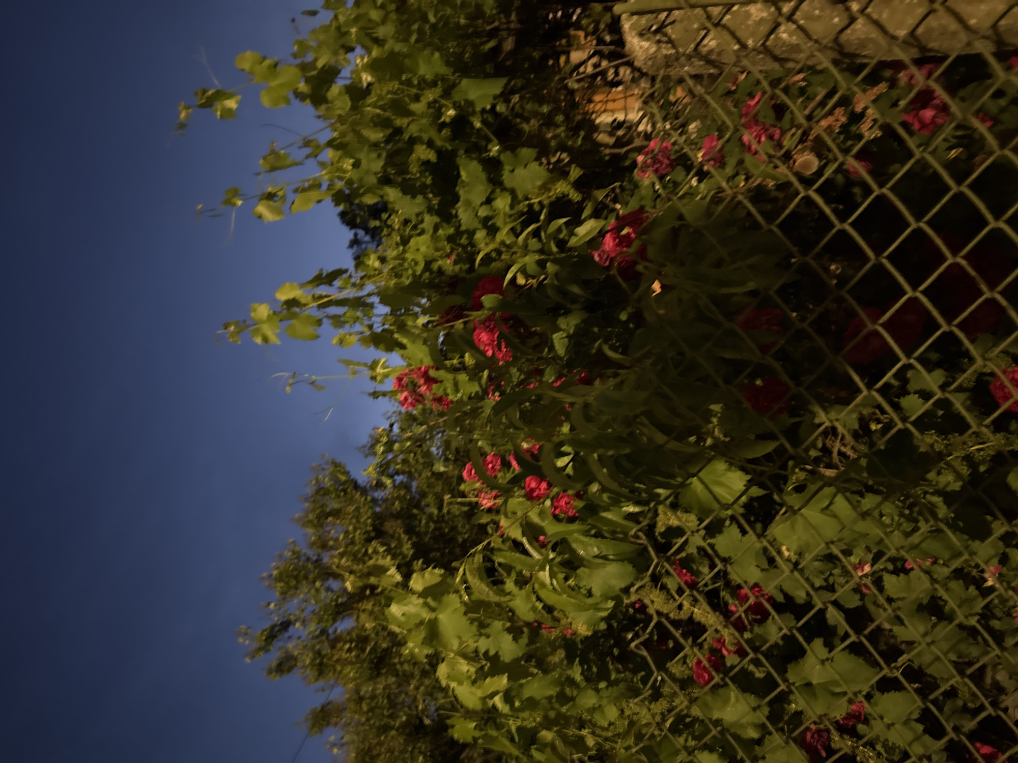 The image depicts a cluster of red roses and green foliage partially obscured by a wire fence. The scene is illuminated by an artificial light source, creating a nighttime ambiance. The sky above is a deep blue, suggesting either twilight or a clear night. The location is identified as Unknown, Unknown.