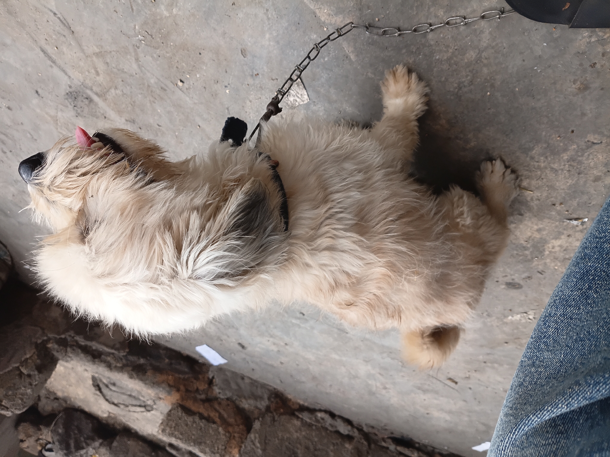 A fluffy, light-colored dog is lying on a concrete surface, possibly outdoors, in Gwong, Nigeria. The dog's tongue is sticking out, suggesting it may be warm or panting. A metal chain leash is attached to the dog's collar and extends out of the frame, indicating it is secured. The ground is a rough, grey concrete with some scattered debris and what appear to be small white pieces of paper. To the right of the dog, a section of blue denim fabric is visible, suggesting a person is nearby. The lighting appears to be natural, consistent with daytime. The scene is simple, focusing on the dog and its immediate surroundings. No text is visible in the image.