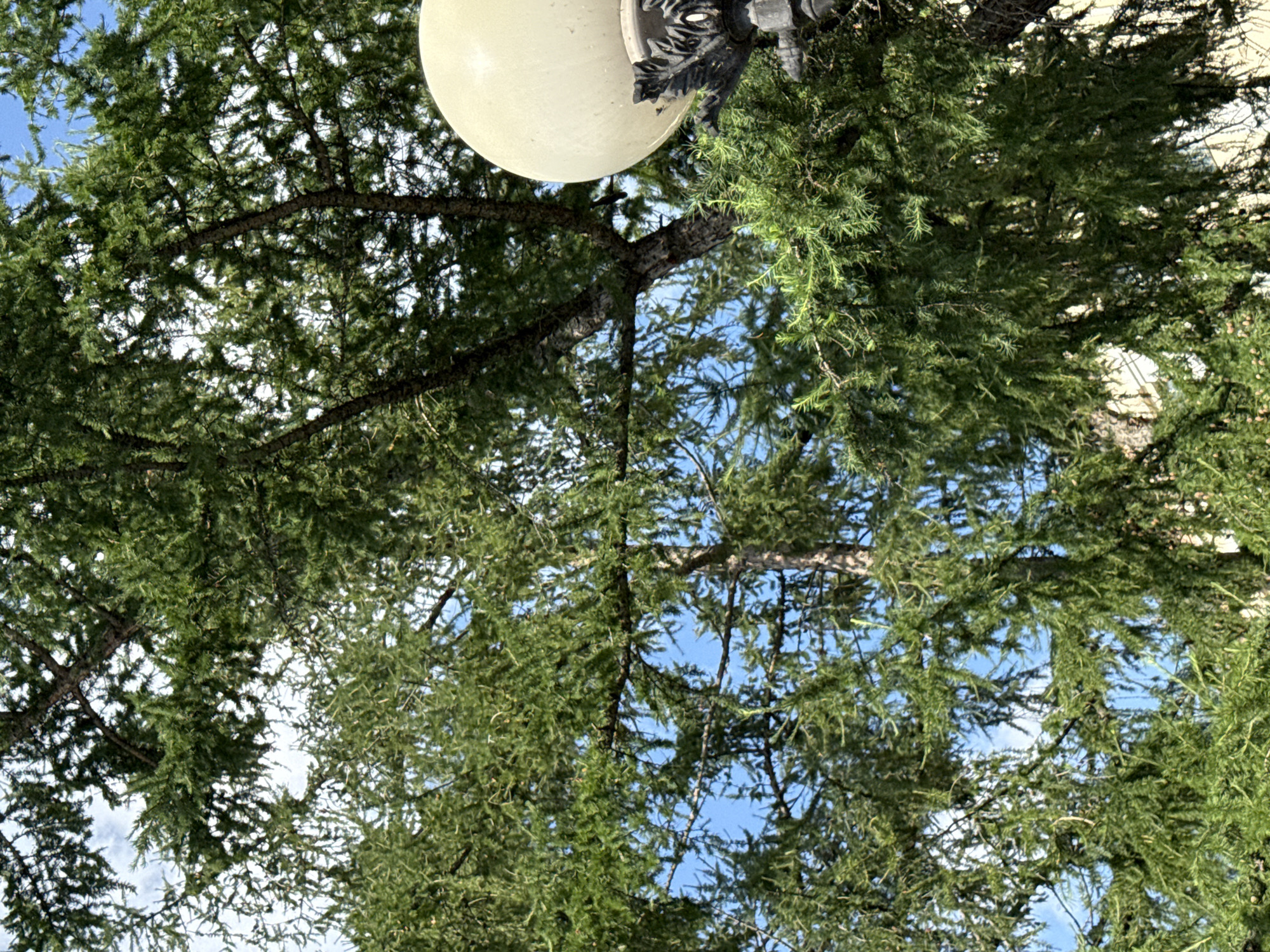The image shows a close-up view of a tree with green needles, likely a conifer, with branches extending across the frame. The sky is visible through the foliage. In the lower right portion of the image, a portion of a light fixture, possibly a street lamp, is visible. The light fixture has a spherical, pale-colored shade and an ornate, dark-colored base. The background appears to be a building with a light-colored facade, partially obscured by the tree. The scene is likely outdoors, possibly in a park or urban area.