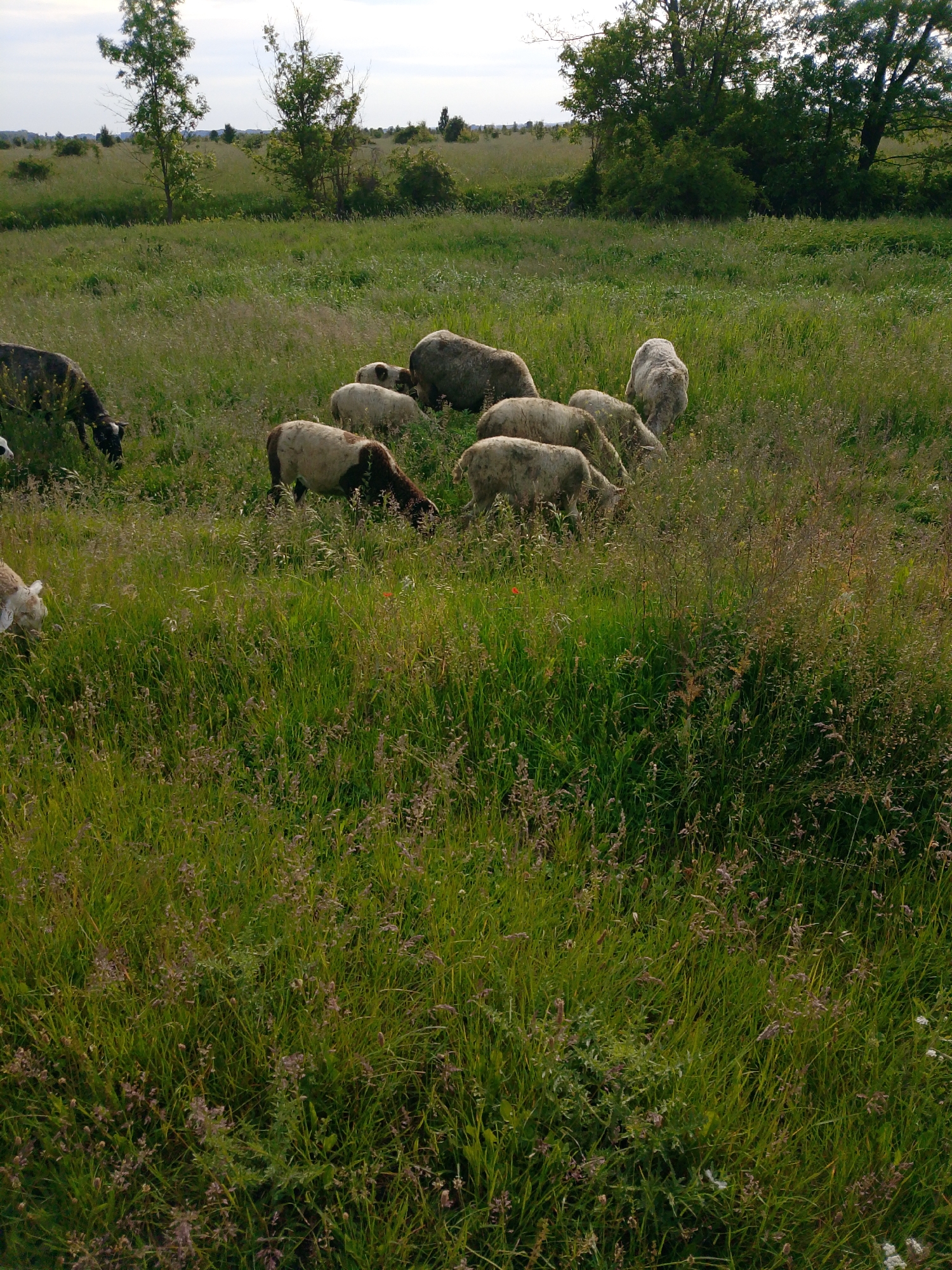 This image captures a pastoral scene featuring a flock of sheep grazing in a lush, green field under an overcast or partly cloudy sky.
**Subjects:** The primary subjects are approximately ten sheep, scattered across the mid-ground of the frame. Their coats vary in color, including white, cream, dark brown, and mottled brown-and-white. On the far left, a dark-colored sheep, possibly black, is partially visible, while another light-colored sheep's head is seen in the bottom left corner. The majority of the flock, consisting of lighter-colored sheep, is concentrated in the center and right side of the image.
**Scene and Setting:** The scene is a wide-open grassy field or pasture. The grass is tall and dense, predominantly green, with some drier stalks and hints of purplish-pink wildflowers interspersed throughout. In the background, several trees with full green foliage are visible, indicating a rural or natural landscape. The horizon is low, with more distant fields and trees faintly visible under a soft, muted sky.
**Activity or Event:** All the visible sheep are engaged in grazing, with their heads down, foraging among the tall grass. This suggests a peaceful and typical daily activity for livestock in a pasture.
**Notable Details:** The time of day appears to be daytime, possibly late afternoon or an overcast midday, given the soft, diffuse lighting and the lack of strong shadows. The sky is a light, milky blue-gray, indicating either a heavily clouded day or just before sunset/after sunrise. The overall atmosphere is calm and natural. There are no visible people or man-made structures, emphasizing the natural setting. No text is visible in the image.
