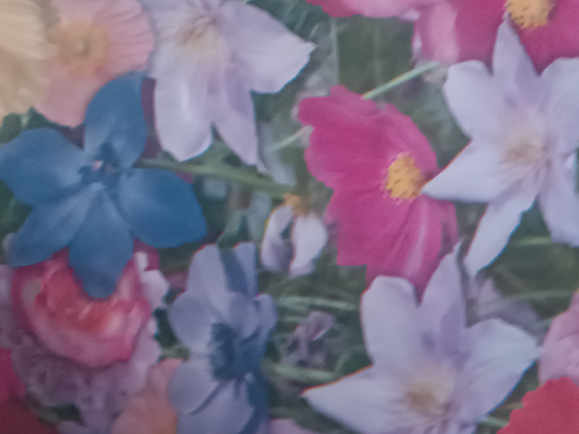 A close-up, blurry photograph depicts a cluster of vibrantly colored flowers. The flowers are in various shades of pink, blue, and white, with some hints of yellow at their centers. The petals are soft and delicate, with a painterly quality due to the image's lack of sharpness. The background is a muted green, suggesting foliage or a natural setting. The overall impression is one of a still life arrangement, focusing on the aesthetic appeal of the blossoms. The image does not contain any specific identifiable landmarks or features that would allow for precise location within Sokoliv, Ukraine.