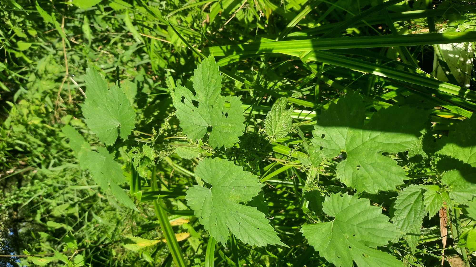 This is a close-up, vertical, eye-level, outdoor photograph of lush green foliage. The foreground is dominated by a flowering plant with large, lobed, serrated leaves. These leaves are a vibrant green and have several holes or damaged areas, suggesting insect activity or natural wear. Smaller, more finely toothed leaves are visible below the larger ones. Delicate clusters of small, greenish flowers or seed pods are interspersed among the leaves and stems. The background is a dense thicket of various green plants, including grasses and broader-leafed vegetation, some of which are illuminated by direct sunlight, creating bright highlights and shadows. The overall impression is of a wild, overgrown natural area. The image was taken in Shklov, Belarus.