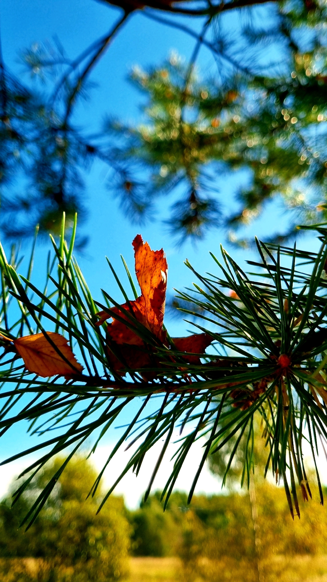 This image depicts a close-up view of pine needles against a bright blue sky. A single, dry, orange-brown leaf is prominently positioned among the needles, with a portion of another similar leaf visible to the left. The background is blurred, showing hints of green foliage and what appears to be a sunlit landscape, suggesting an outdoor setting. There are no people or specific landmarks visible that would indicate a location within the city of Vysokoe, Russia. The focus is on the natural elements of a tree branch with fallen leaves.