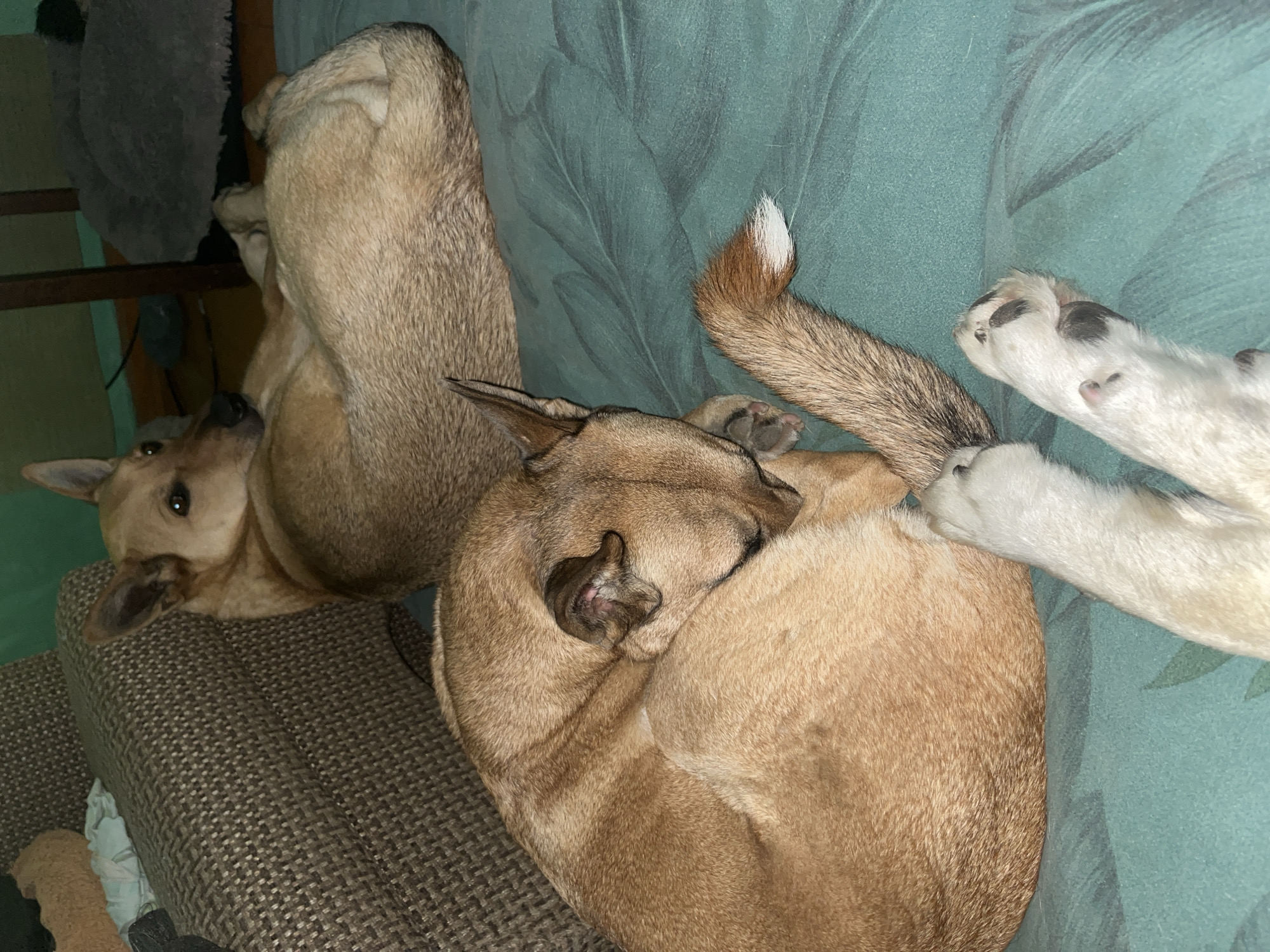 The image shows two light-brown dogs on a couch. One dog is curled up, its head tucked in, while the other dog is lying on its back with its feet in the air. The tail of one dog has a white tip. The couch is upholstered in green patterned fabric. The location is unknown, and there is no information about the city of Nizhny Tagil, Russia.