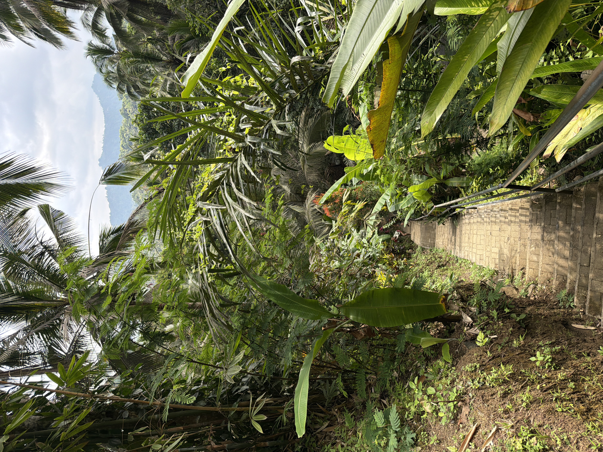 The image captures a view from a high vantage point along a set of stone steps in Sidemen, Indonesia. The steps, lined with a metal handrail, descend through a dense tropical landscape of palm trees, banana plants, and various other green foliage. The view opens up to reveal distant mountain scenery under a cloudy sky. The overall impression is one of a lush, overgrown environment surrounding a man-made path.