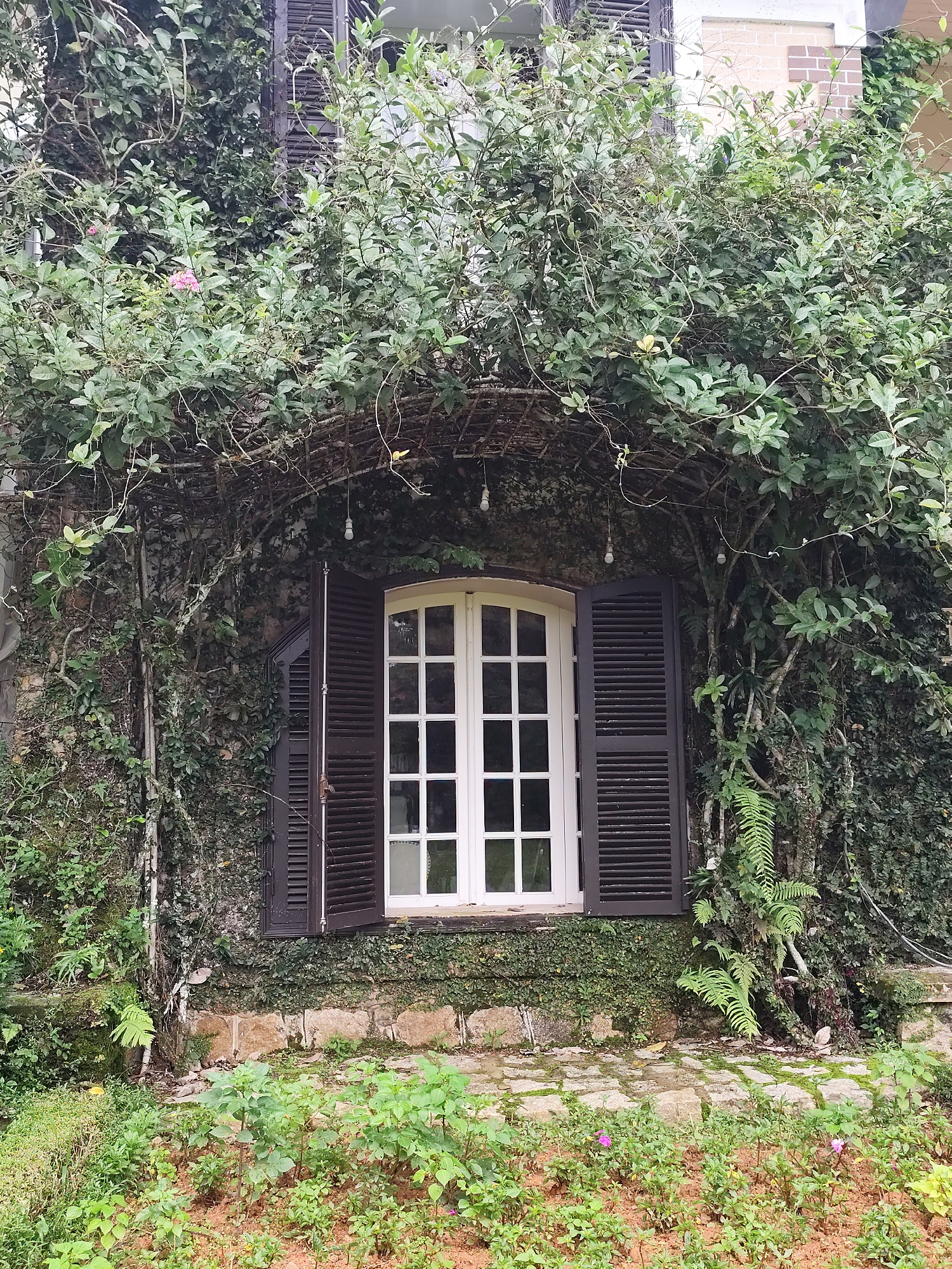 A charming, rustic building facade is the central subject, heavily adorned with lush green foliage. The scene is dominated by a white-framed window with multiple panes, featuring dark brown louvered shutters that are open, revealing the window. The wall around the window is covered in dense ivy and other climbing vines, creating a natural, overgrown archway over the window.
Above the window, several bare light bulbs hang down, suspended from the intertwining branches that form the canopy. The wall itself appears to be made of stone and mortar at the base, transitioning to a rough, textured surface higher up, all mostly obscured by the climbing plants. Various types of greenery are visible, including large-leafed vines, smaller-leafed ivy, and distinct fern fronds growing on the wall to the right of the window.
Below the window, a small garden plot with reddish-brown soil supports young, green plants and small, delicate pink flowers. The ground leading up to the building features irregular stone paving, partially covered in moss. In the upper sections, hints of another part of the building with lighter walls and a darker shutter are visible through the dense canopy. The overall impression is one of a tranquil, natural setting, suggestive of a cool, temperate climate. No people are visible, and there is no discernible activity taking place. The time of day appears to be daytime, possibly overcast given the soft, diffused light. The setting is likely in Da Lat, Vietnam, known for its verdant landscapes and European-influenced architecture. There is no visible text in the image.