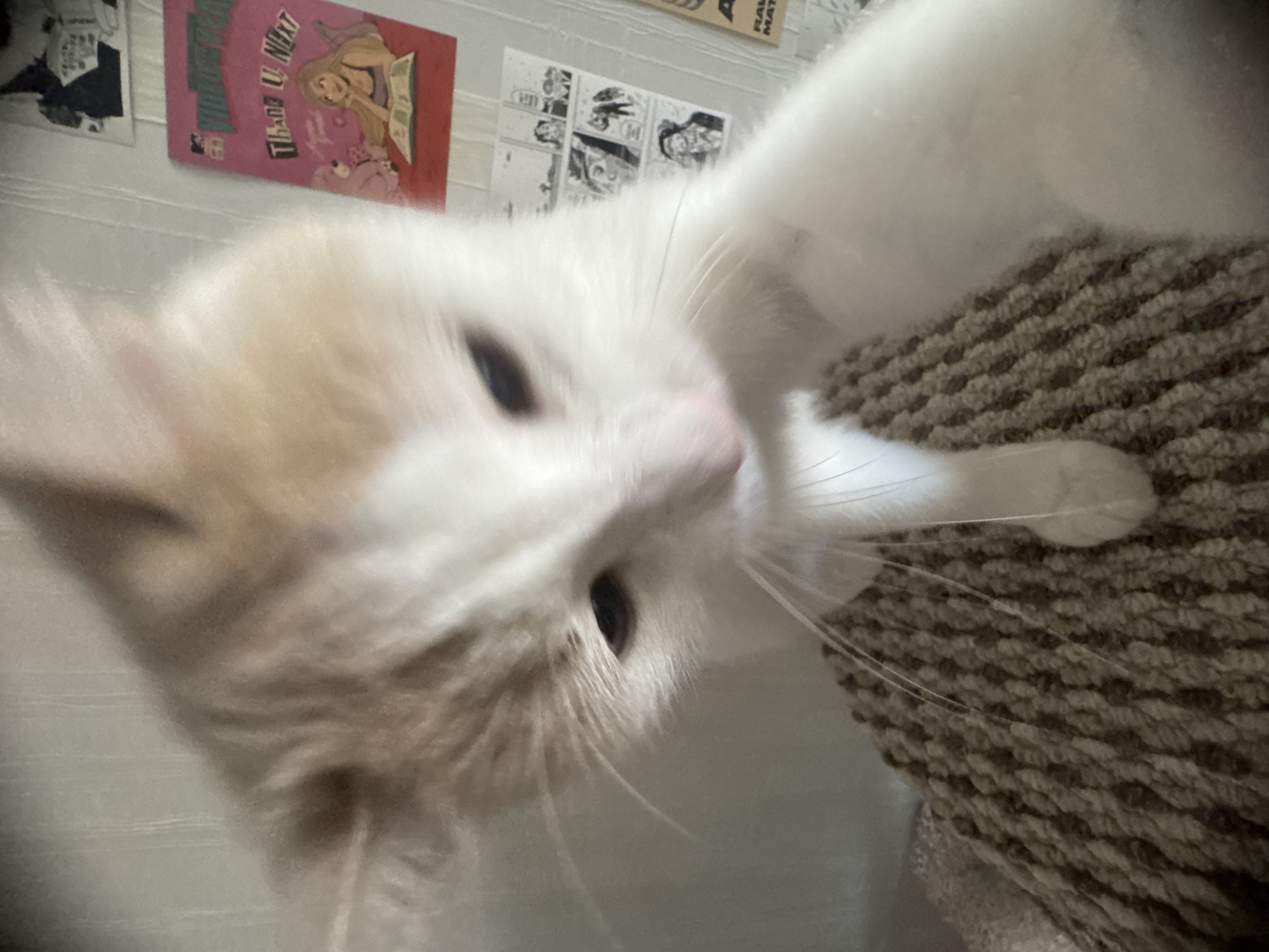 This is a close-up, slightly blurry photograph of a cat's face as it looks directly into the camera. The cat has white fur with some light orange markings on its head and face. Its eyes are dark and wide, and its whiskers are prominent. The cat appears to be resting on or near a textured, brown, carpet-like surface, possibly a piece of furniture or a cat tree. In the background, on a white wall, there are several items displayed: a pink rectangular item with a drawing of a person and text that appears to read "Thank U Next" and other indistinct words, and a series of framed black and white images that resemble comic book panels. The lighting suggests an indoor setting, possibly during the day. The overall mood is informal and personal, capturing a candid moment with a pet.
