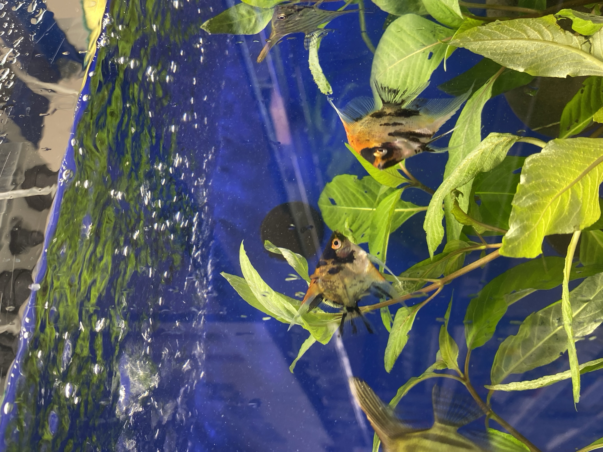 An underwater scene in an aquarium features several fish and green aquatic plants against a vibrant blue background. The image is oriented vertically, showing the depths of the tank.
The primary subjects are two Angelfish (Pterophyllum scalare) with distinctive orange, black, and silver or white markings. One Angelfish is prominently positioned in the upper right quadrant, facing towards the right with its head and part of its body visible among the leaves. Its fins are fanned out, and it has striking black stripes and an orange blaze on its head. A second Angelfish is located in the mid-left portion, also facing right, with similar coloration and markings. Its eye is visible, and it appears to be resting near the plants.
Near the top left, an elongated fish with a distinctive long snout is partially visible, swimming horizontally. At the bottom center, the striped tail and posterior body of another fish are visible, suggesting more aquatic life beyond the main focus.
Lush green aquatic plants with broad leaves are abundant, providing natural cover and adding to the serene environment. Some leaves show minor imperfections or signs of age. Numerous small, bright air bubbles are visible throughout the water, particularly dense on the left side of the frame, indicating active aeration within the aquarium. The water itself appears clear, reflecting light and the blue backdrop. No text is visible in the image.