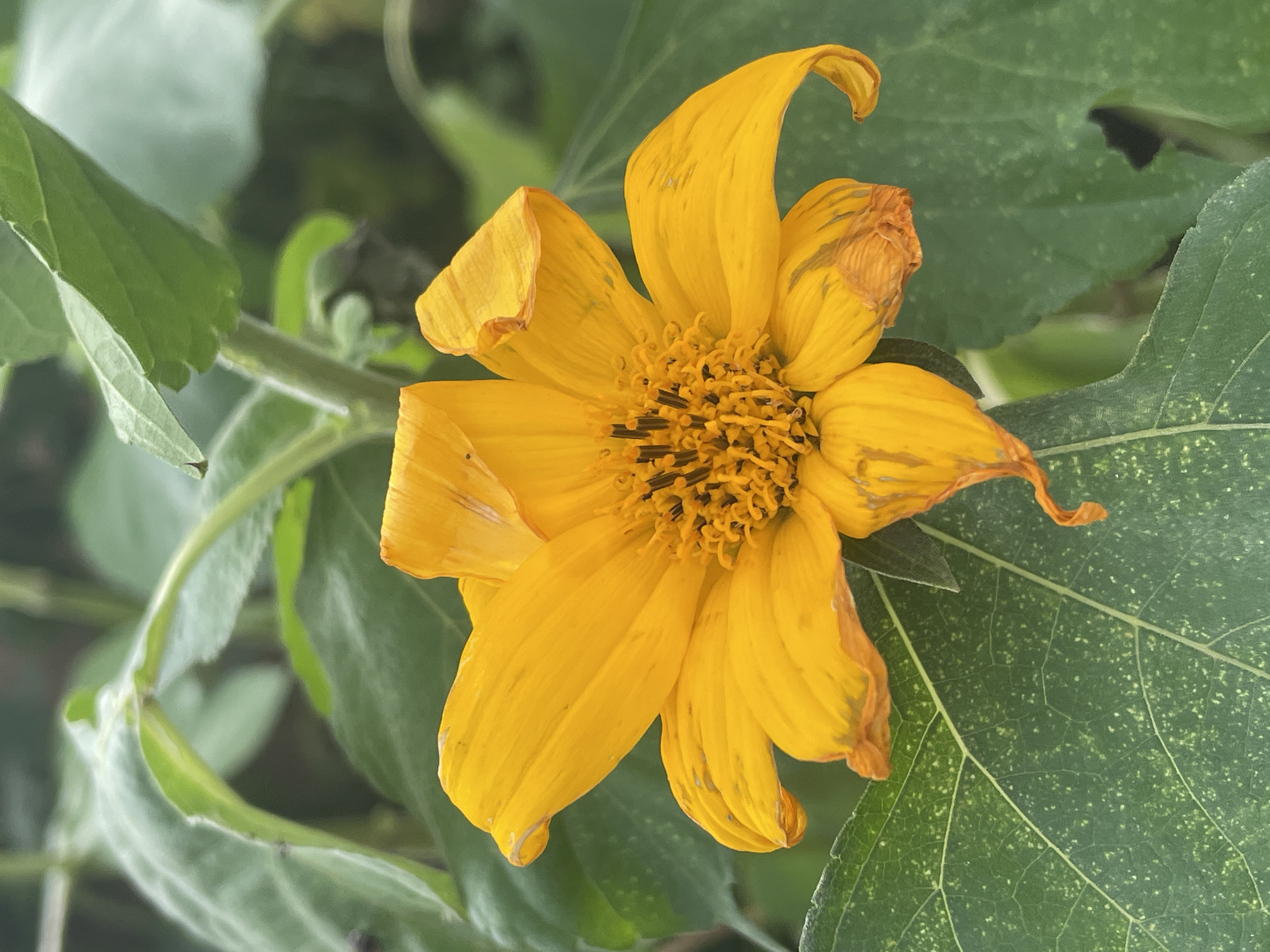 In New Stadium, Nigeria, a vibrant yellow flower with numerous petals is the central focus of this image. The flower, slightly wilting in some areas, displays a complex central disc composed of many small florets. Surrounding the flower are large, green leaves with visible veins and a textured surface. The background is softly blurred, suggesting a natural outdoor setting. The lighting indicates daylight, casting gentle shadows and highlighting the flower's bright color.