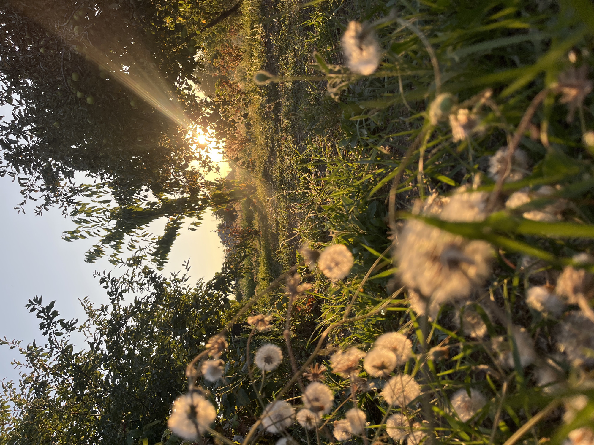 A low-angle shot captures an orchard during golden hour. In the foreground, fluffy seed heads of dandelions or similar plants are blurred, creating a soft, dreamlike effect. Sunlight streams through the leaves of mature fruit trees in the background, illuminating the grass and the orchard floor with a warm, golden glow. Some of the trees appear to be apple trees, with green apples visible on branches. The sky is clear and a pale blue. The overall atmosphere is serene and natural. The location is an orchard in an unspecified city and country.