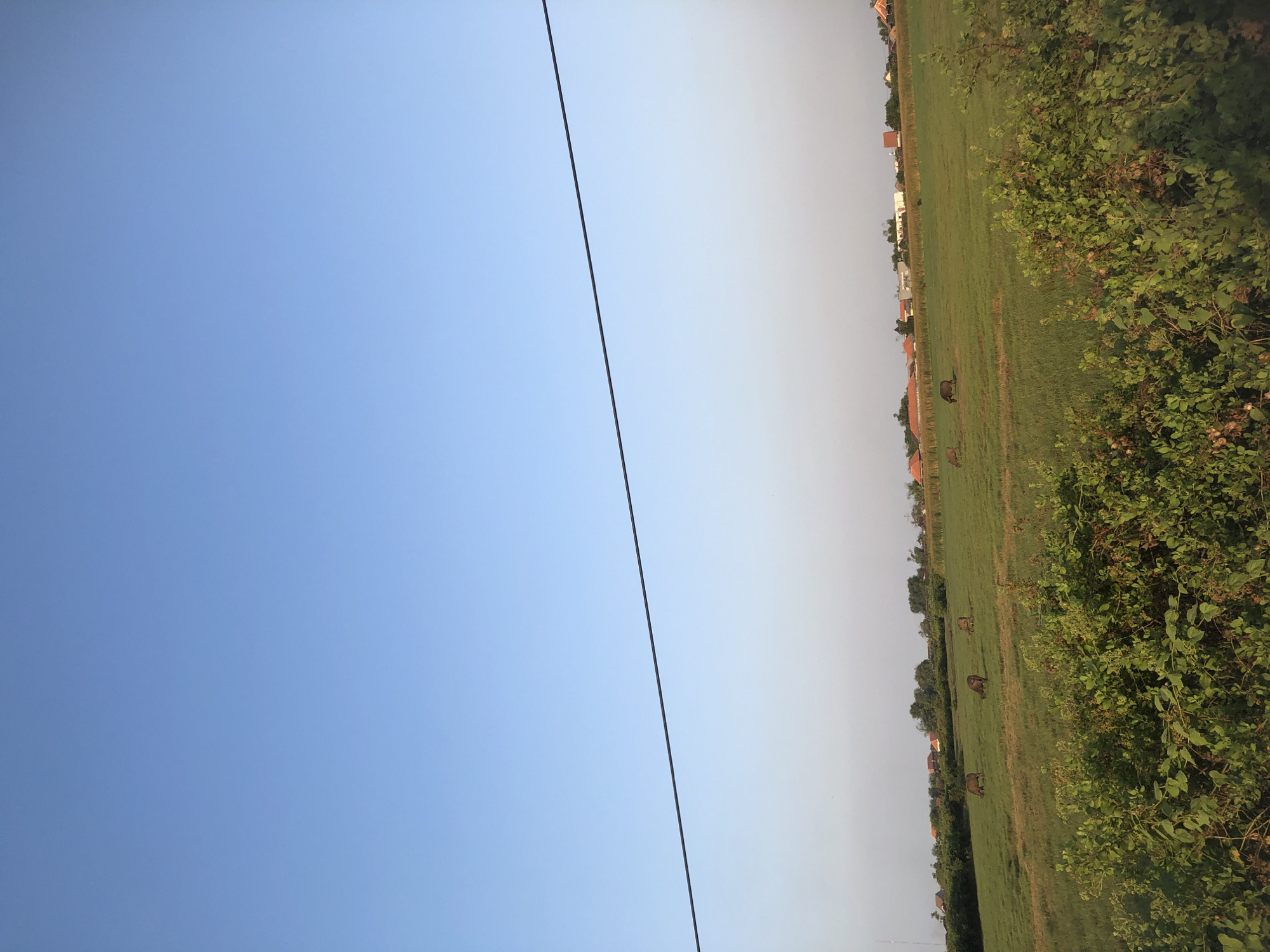 The image depicts a rural landscape in Glagah Arum, Indonesia. The foreground is dominated by dense green foliage, with hints of berries or seed pods. Beyond this, a vast, verdant field stretches into the distance, dotted with several brown cows grazing peacefully. In the background, a line of trees separates the field from a cluster of buildings, characterized by terracotta tiled roofs, suggesting a village or small settlement. The sky above is a clear, pale blue, with a thin, dark horizontal line, likely a power line, bisecting the upper portion of the frame. The overall scene conveys a sense of rural tranquility under a bright, clear sky.