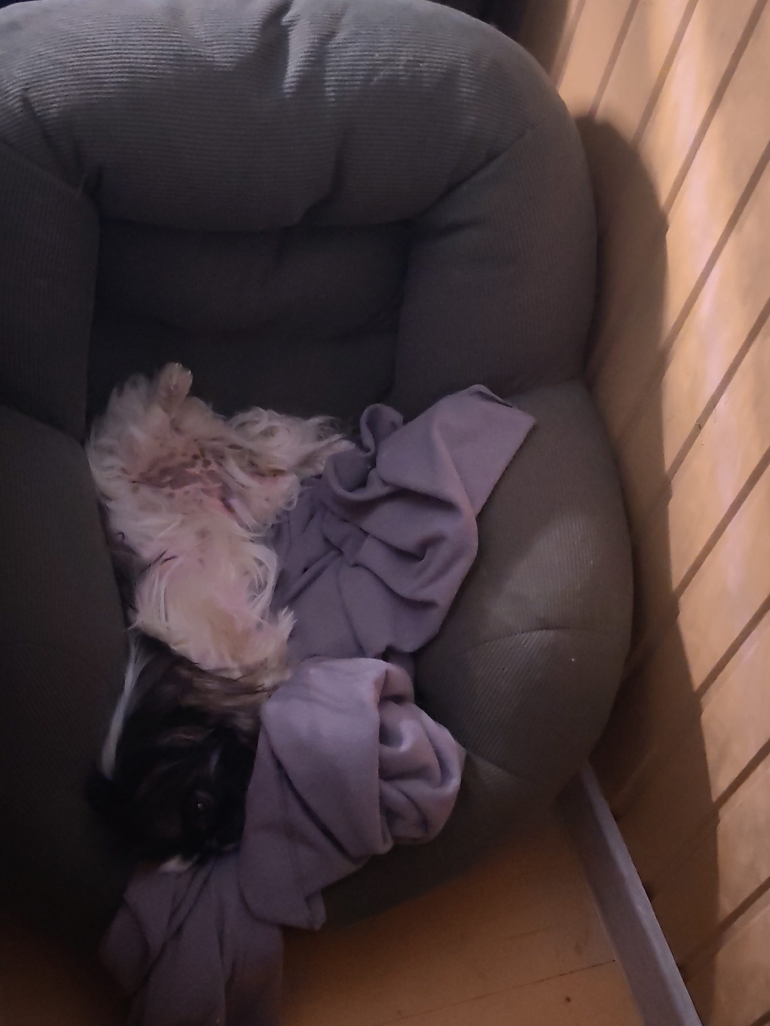 A small, long-haired dog, likely a Shih Tzu breed, is captured sleeping soundly on its back in a plush, grey corduroy dog bed. The dog's light-colored belly fur is exposed, while its head and some body parts show darker brown and black fur. A crumpled light purple blanket or piece of fabric rests within the bed next to the dog, contributing to the cozy scene.
The dog's relaxed posture, with its limbs splayed, indicates deep comfort and rest. The dog bed is situated against a wall featuring vertical wooden paneling in a light, warm tone. Shadows are cast on the wooden wall by the dog bed, suggesting an indoor setting with an internal light source, possibly indicating evening or nighttime. A light wooden or laminate floor is visible at the bottom of the frame. The overall atmosphere of the image is peaceful and serene, conveying the dog's contentment. This domestic scene is set in Izhevsk, Russia. No visible text is present in the image.