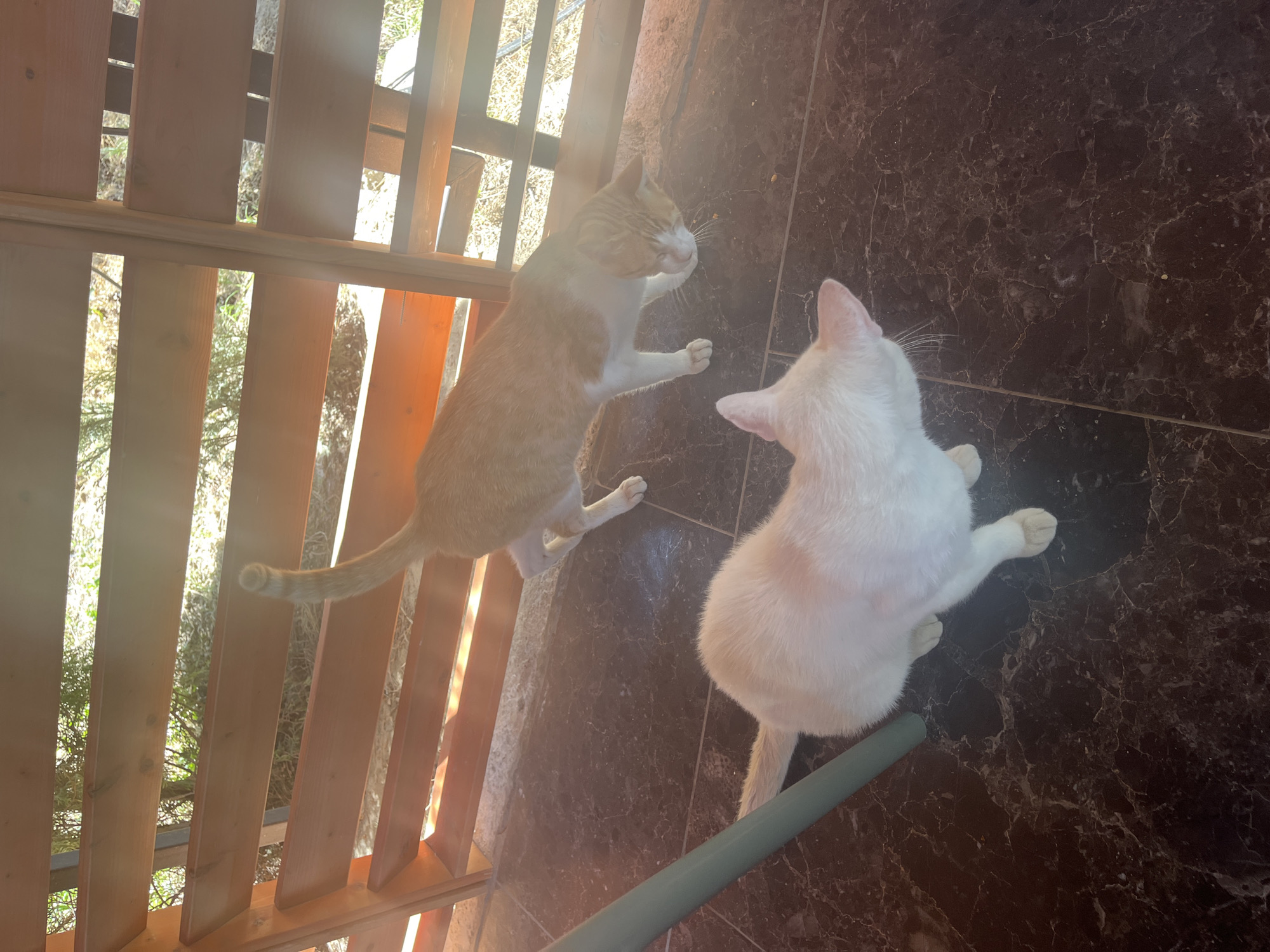 Two cats are present in the scene. One cat, predominantly white with some orange markings, is facing away from the viewer, with its rear end towards the foreground. The other cat, primarily orange and white, is facing the white cat and sniffing the floor. The cats are on a dark, marble-patterned floor. Behind them is a wooden slatted structure, allowing glimpses of greenery and sunlight through the gaps. A light green pole is visible on the left side of the frame.