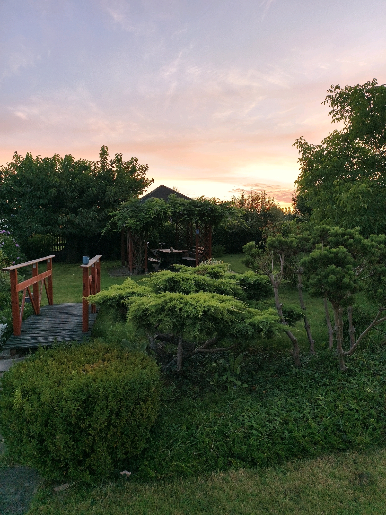 The image depicts a serene garden scene at dusk, with the sky displaying soft hues of pink and orange from the setting sun. In the foreground, a wooden bridge with red railings leads to a lush green lawn. To the right of the bridge, several meticulously shaped coniferous bushes and trees create a layered effect. In the mid-ground, a wooden gazebo with a dark roof provides a shaded seating area with a table and benches, partially obscured by climbing greenery. A variety of mature trees and dense foliage surround the gazebo, suggesting a well-established garden. The overall impression is one of tranquility and natural beauty, characteristic of a private backyard. The image is likely taken in Tczew, Poland, given the context provided.