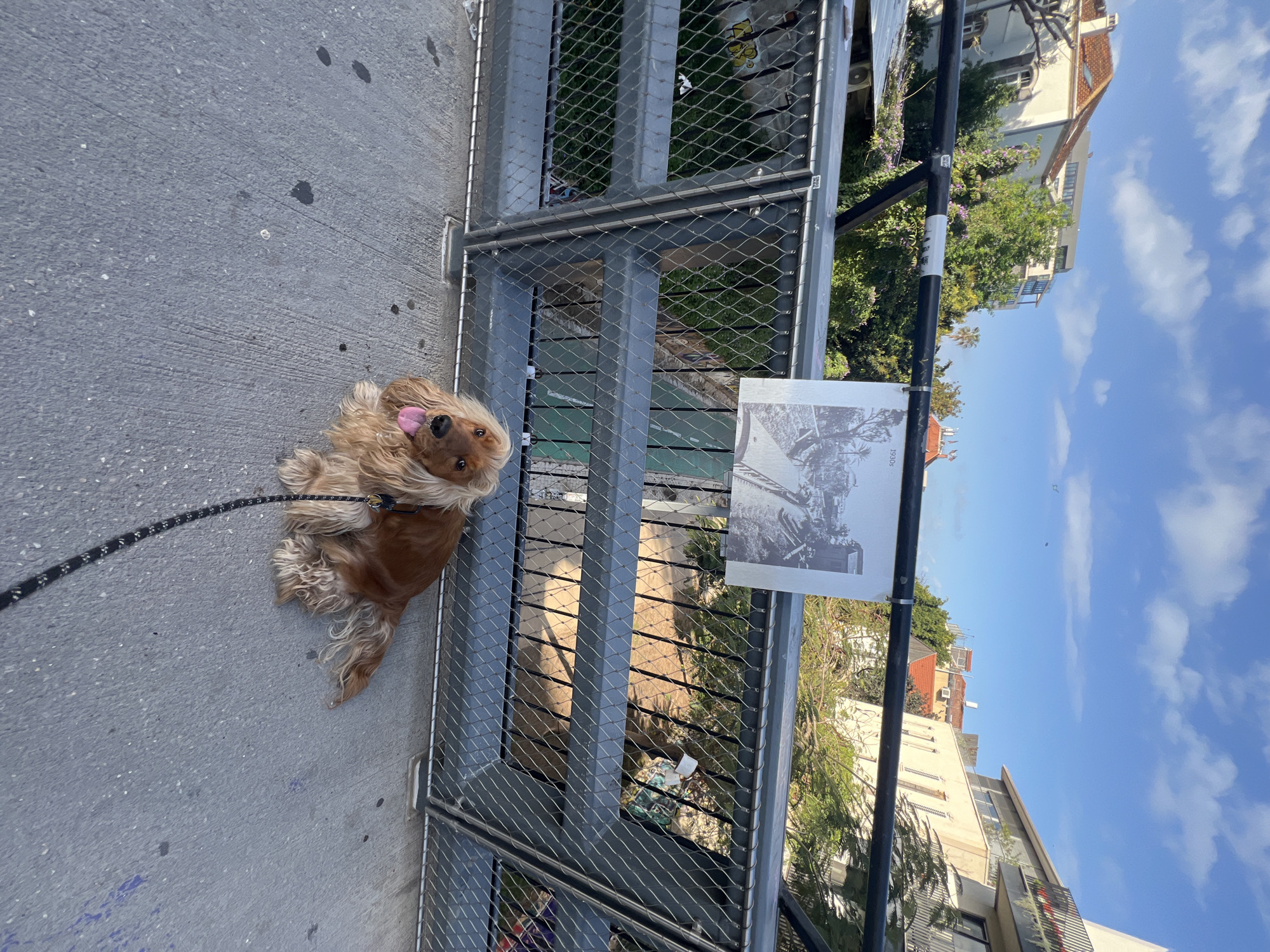 A brown cocker spaniel with its tongue out is lying on a gray sidewalk next to a bridge with a metal fence. The dog is attached to a black leash. Through the fence, one can see green foliage and buildings. A black pole runs vertically beside the fence, with a black-and-white photograph attached to it. The background shows a blue sky with scattered clouds and various buildings, suggesting an urban environment. The location is in Tel-Aviv, Israel.
