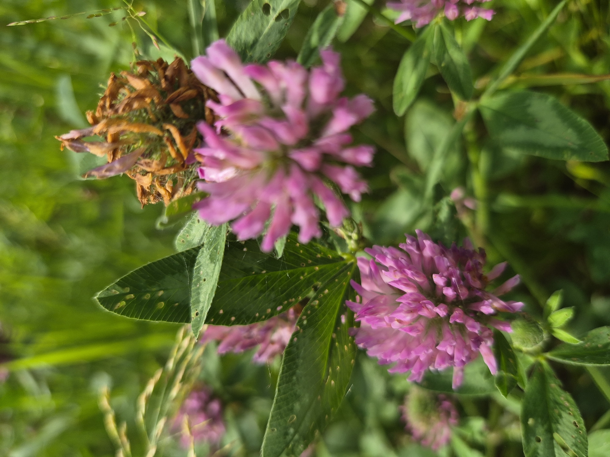 This is a close-up, low-angle shot of red clover flowers and leaves in an outdoor setting. The flowers are a vibrant pink and are in various stages of bloom. Some are fully open, while others are still buds. The leaves are green and appear to have some damage, possibly from insects or disease. In the background, other red clover flowers and green foliage are visible, creating a soft bokeh effect. There is a dried, brown flower head in the upper right portion of the frame. The lighting suggests it is daytime, likely overcast or in shade, as there are no harsh shadows. The image does not depict any people, specific landmarks of Nyagan, Russia, or any discernible actions. It is a purely botanical scene focusing on the details of the clover plants.