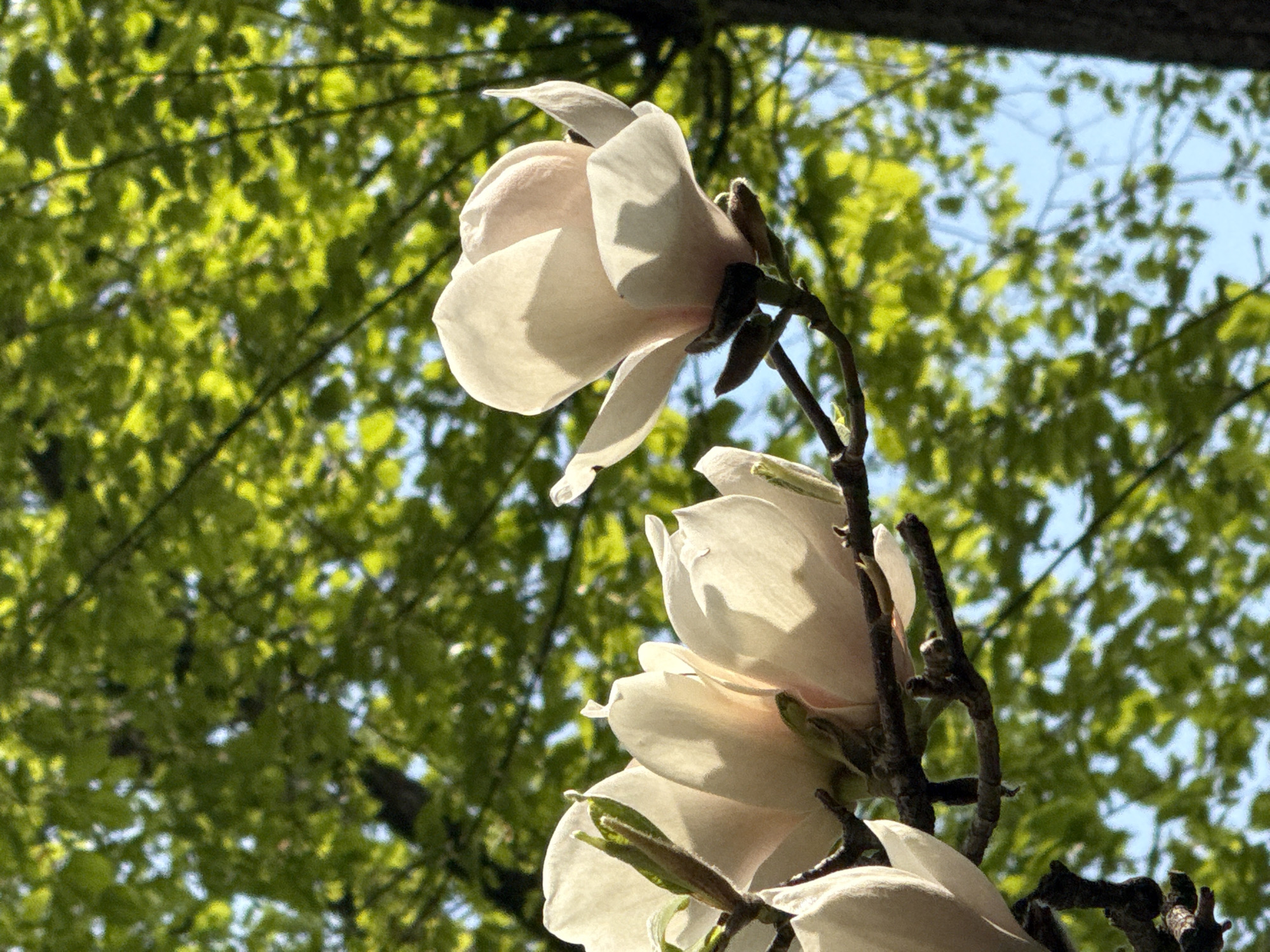 The image shows a close-up of white magnolia flowers blooming on a tree branch. The background is filled with green leaves and a hint of blue sky. The flowers are illuminated by sunlight. The location is unknown.
