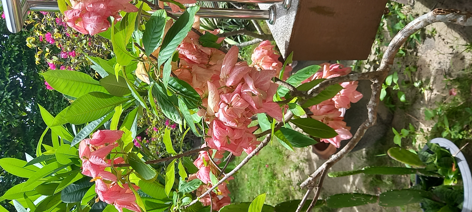 Baan Chaloklum, Thailand. A cluster of peach-colored Mussaenda Philippica "Aurorae" blossoms, with its bracts, hangs from a branch with green leaves. A partial view of pink Bougainvillea in the background. A stainless steel railing and a concrete structure are partially visible above. A potted cactus is also partially visible at the bottom right. The scene is lit by natural sunlight.