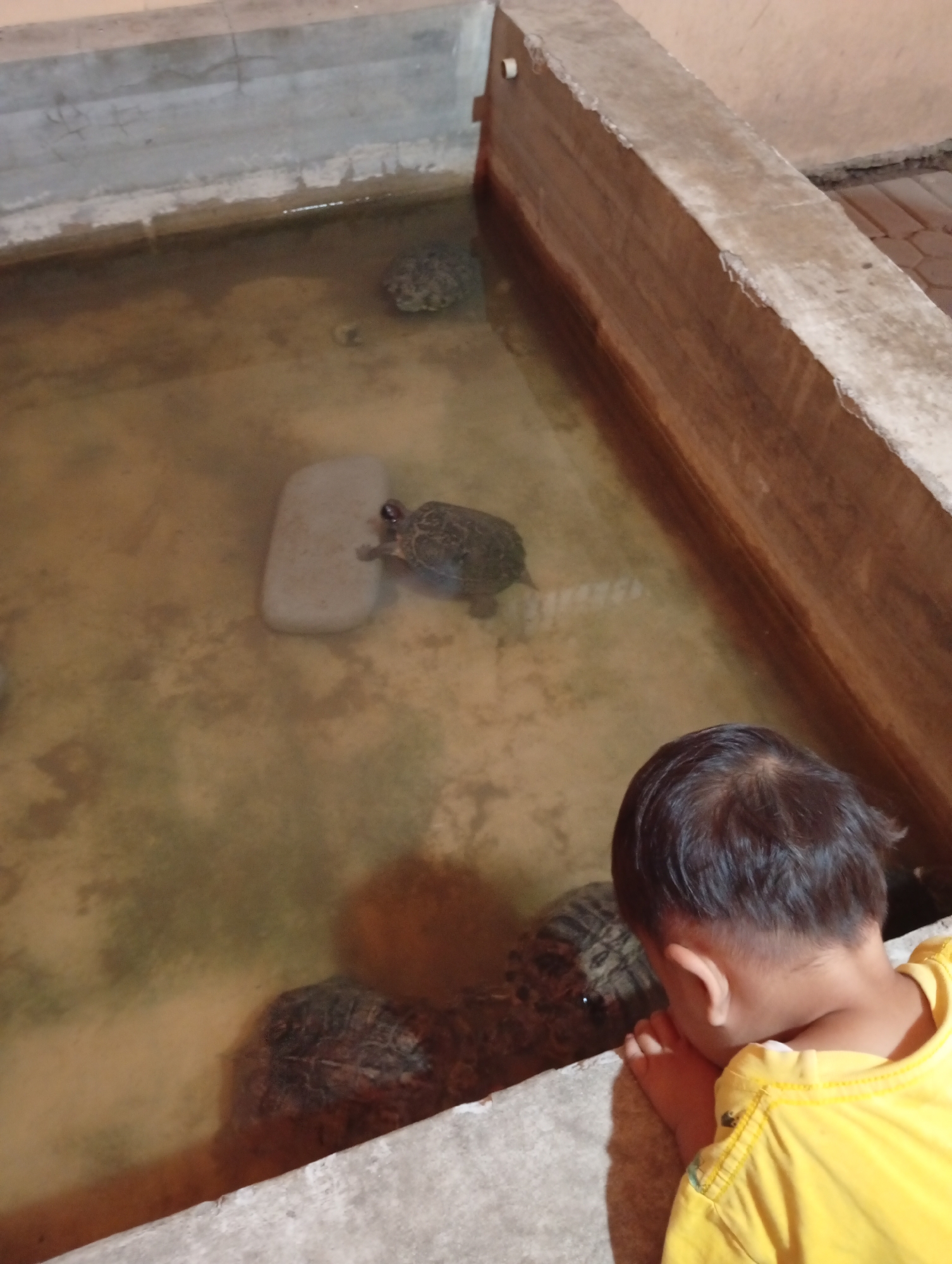 In Curug Wetan, Indonesia, a young child, viewed from behind, wearing a yellow shirt, observes several turtles in a shallow, murky water enclosure. The enclosure is constructed with concrete and wood. One turtle is near the edge, interacting with a light-colored rectangular object. Other turtles are submerged in the water or partially visible. The overall scene depicts a child's interaction with aquatic life in an outdoor environment.