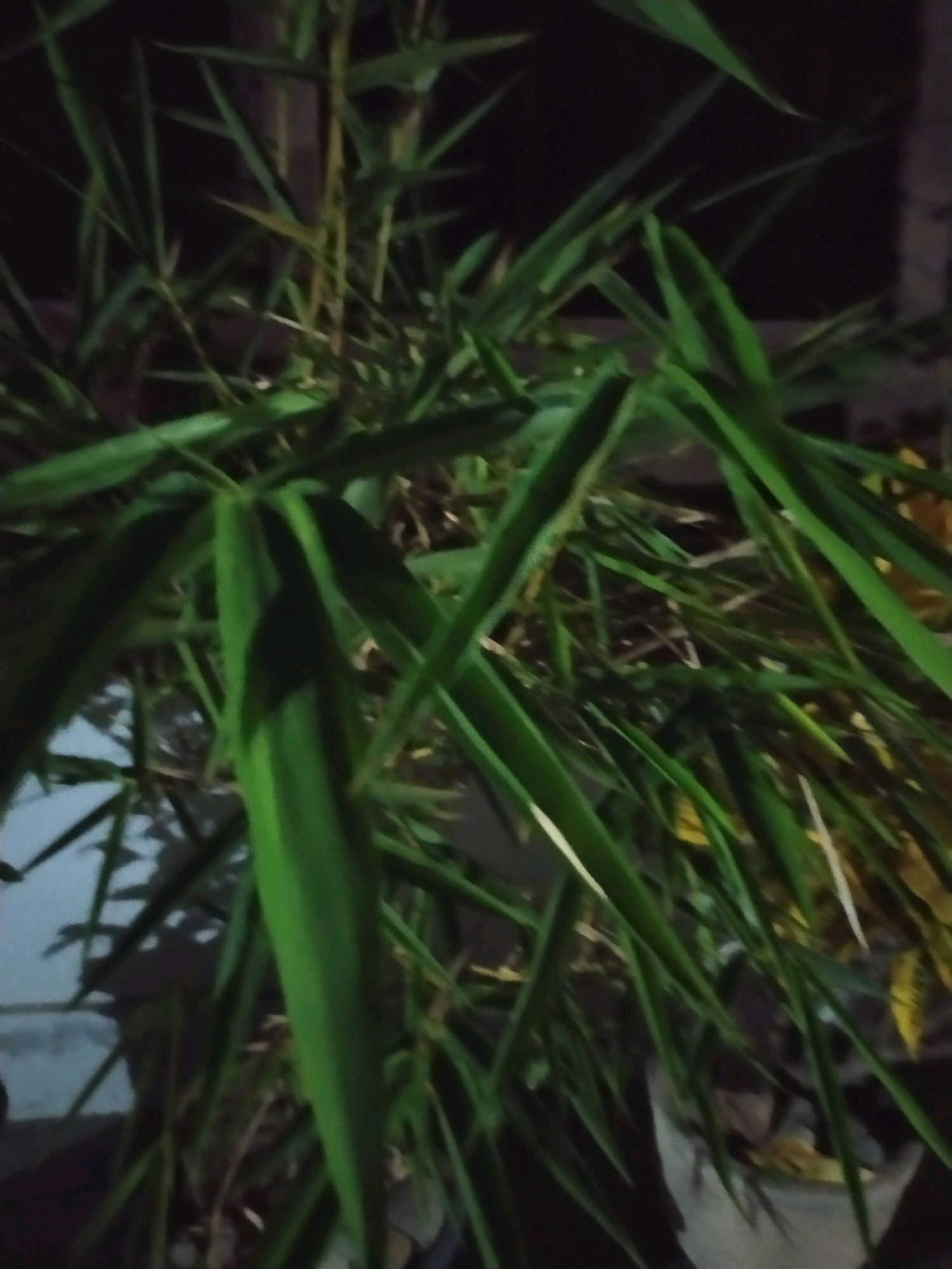 The image depicts a close-up of bamboo stalks and leaves, likely photographed at night or in low-light conditions. The bamboo is dense and appears to be growing in a pot, indicated by the presence of a pot's rim and some dry leaves or soil visible at the bottom right of the frame. The lighting creates strong shadows and highlights on the green leaves, some of which appear yellowish or dry. In the background, there are indistinct shapes that suggest an outdoor urban environment, possibly a wall or building on the left, and darker, indeterminate areas further back. The overall impression is a natural element within a constructed setting. Based on the context provided, this scene is located in Glagahwangi, Indonesia.