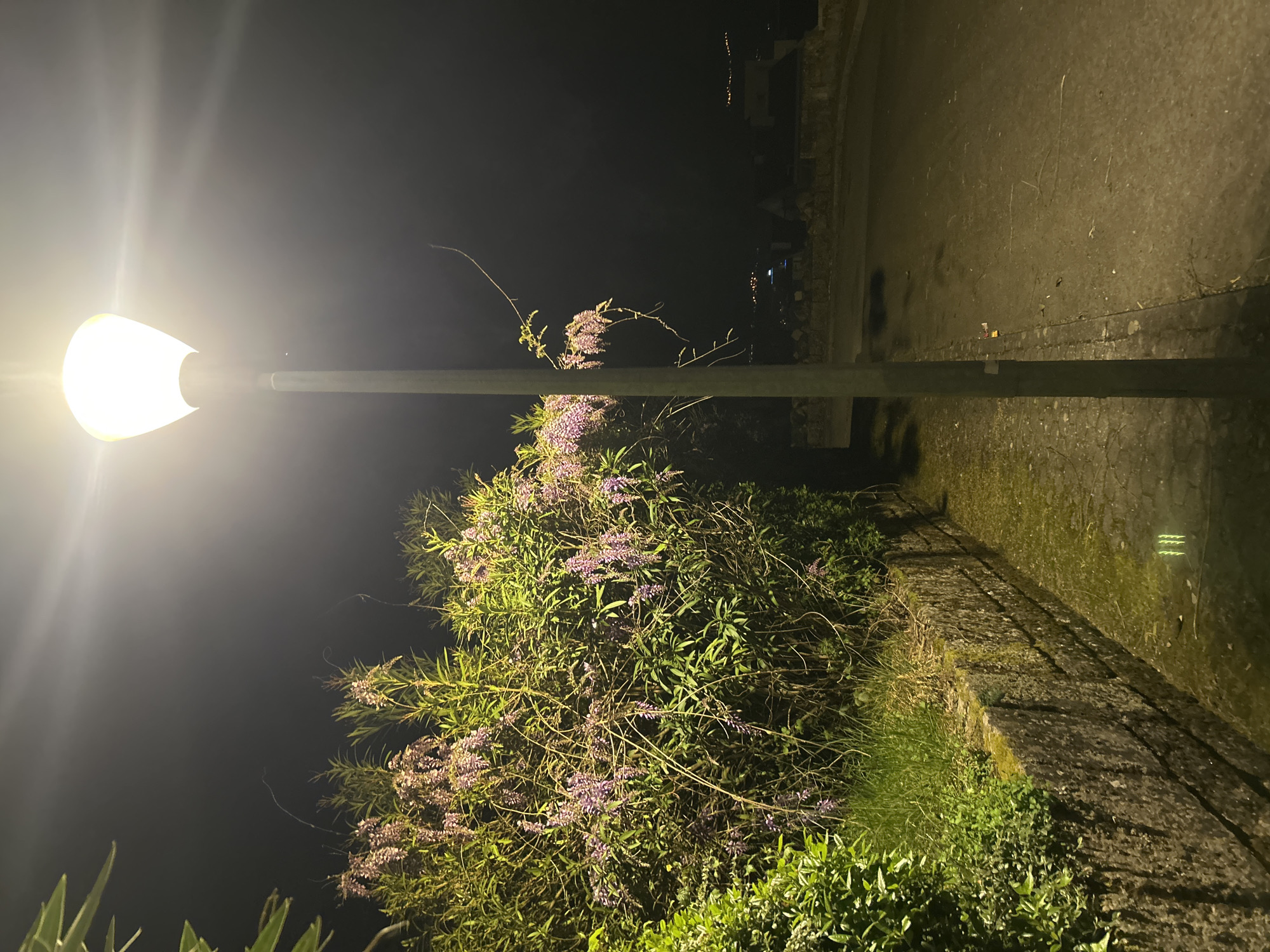 The image depicts a nighttime scene in Vila Real, Portugal. A street lamp illuminates a flowering bush. The lamp's light casts a glow on the surrounding area, including a stone wall and a paved walkway. Beyond the bush and the walkway, a dark background suggests a distant view, possibly of other buildings and lights in the city. There are no people visible in the image.