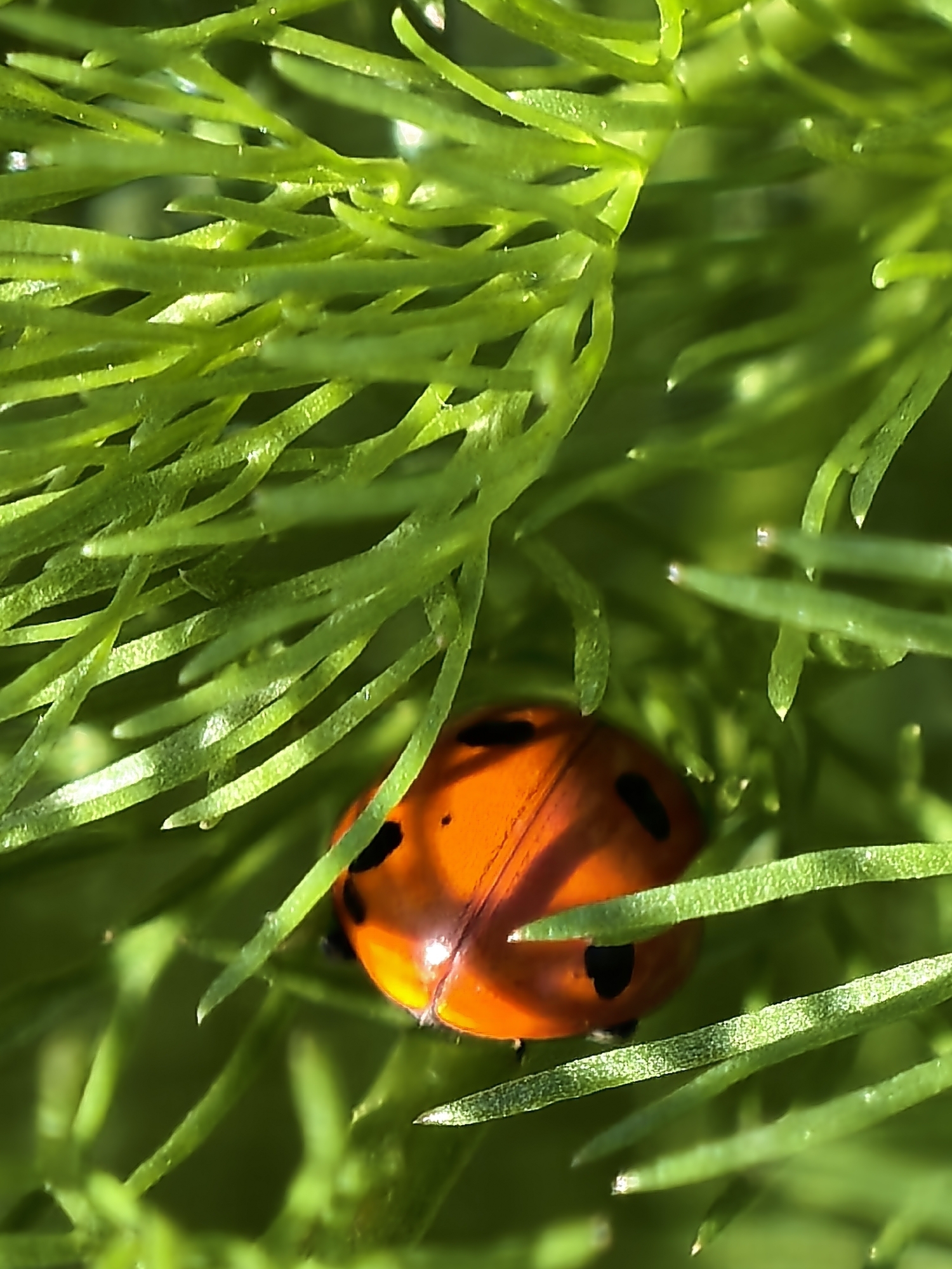 A close-up, macro shot captures a vibrant orange ladybug nestled amongst dense, bright green foliage. The ladybug, predominantly visible from its glossy, spotted orange back (elytra), is partially obscured by the slender, needle-like leaves, suggesting it is either moving through or resting within the plant. Several distinct black spots are visible on its shell.
The surrounding plant material consists of numerous fine, feathery green fronds, possibly belonging to a plant like dill or fennel, which create a soft, intricate backdrop. Strong, natural light illuminates the scene, casting highlights on the ladybug's shell and the textured surface of the leaves, indicating bright daylight. The shallow depth of field keeps the immediate foreground and the ladybug sharply in focus, while the background foliage appears slightly blurred, enhancing the sense of immersion in the plant life. The overall impression is one of natural beauty and a peaceful moment in a garden or natural outdoor setting. There is no visible text in the image.