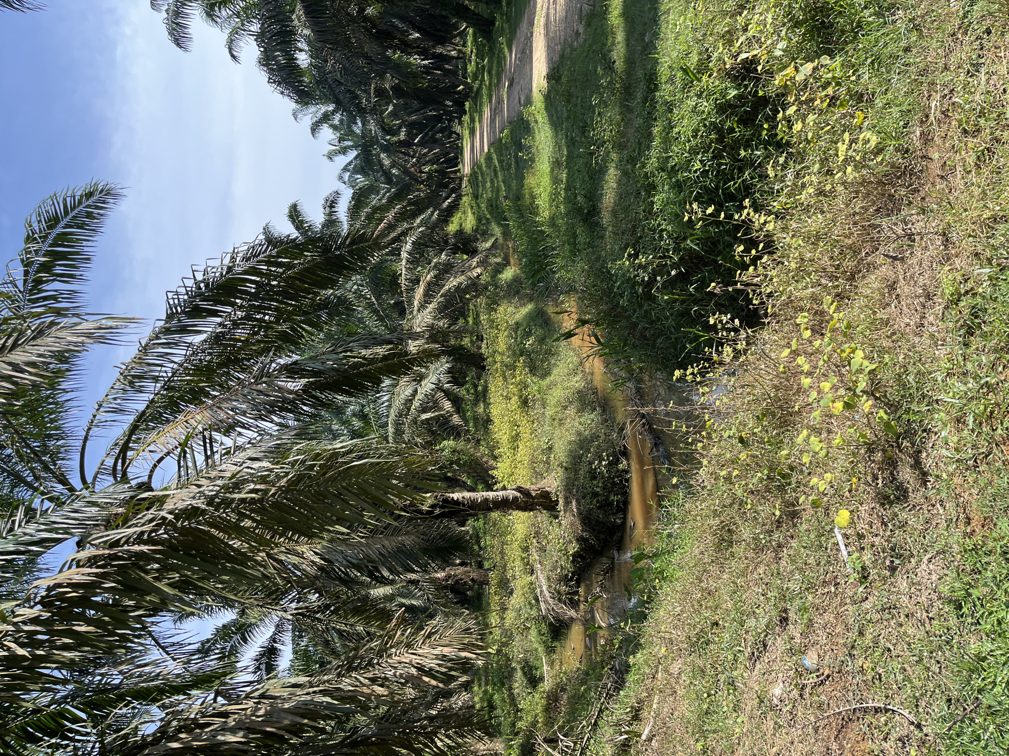 A dirt road curves through a palm oil plantation under a clear blue sky. The road is flanked by rows of tall palm trees with their distinctive fronds casting dappled shadows on the ground. A narrow, muddy stream runs alongside the road on the left, with its banks overgrown with green grass and some dry vegetation. In the foreground, near the stream, there are a few pieces of litter, including a blue bottle cap and a white cigarette butt. The scene appears to be an operational part of the palm oil industry, likely in the rural area surrounding Jamurlabu, Indonesia.