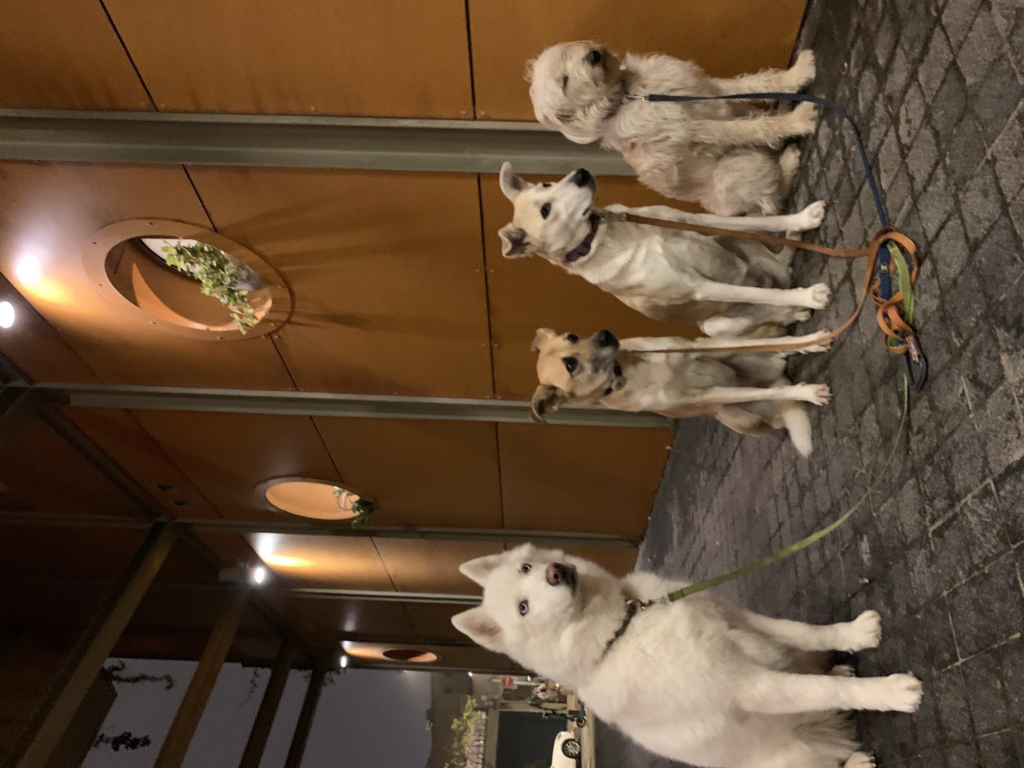 Four dogs of varying breeds sit on a gray brick sidewalk adjacent to a modern building. The building has a wooden facade with round cutouts containing plants. Streetlights are visible in the distance, indicating it is evening. The location is Tel Aviv, Israel.