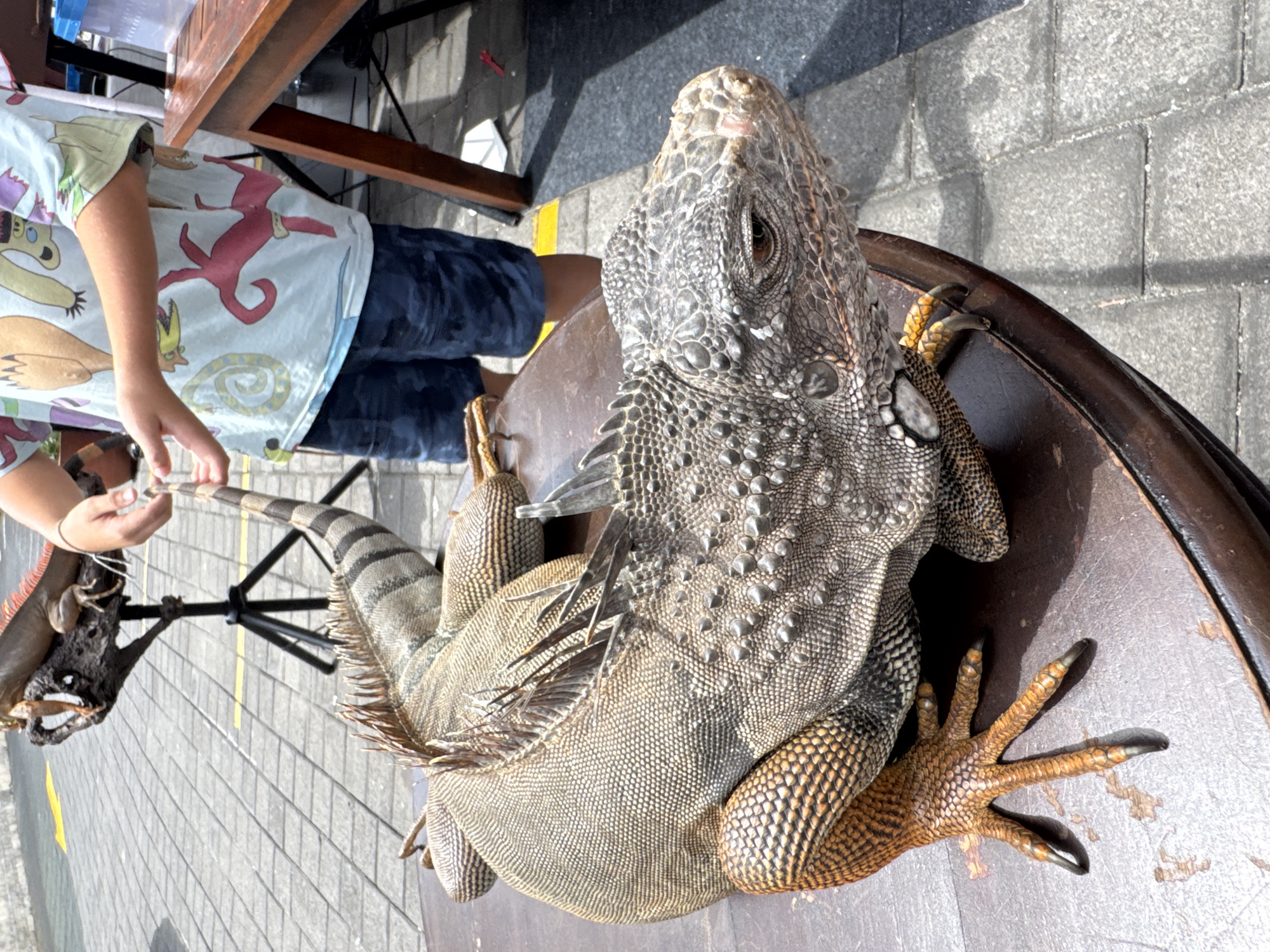 In Kuta Selatan, Indonesia, a large iguana with brown and gray scales, and a distinctive crest of spines along its back, rests on a dark, circular wooden surface. The iguana's right foreleg, with sharp black claws, is visible on the left side of the frame, displaying intricate scale patterns in shades of orange and brown. The iguana's head is turned towards the right, revealing its reptilian eye. In the background, a child wearing a light blue t-shirt with colorful cartoon characters and dark blue shorts stands near a wooden table. The child's left hand is extended, possibly interacting with another iguana or object not fully in view. The ground is paved with light gray interlocking bricks, with some yellow markings visible, suggesting an outdoor public area.