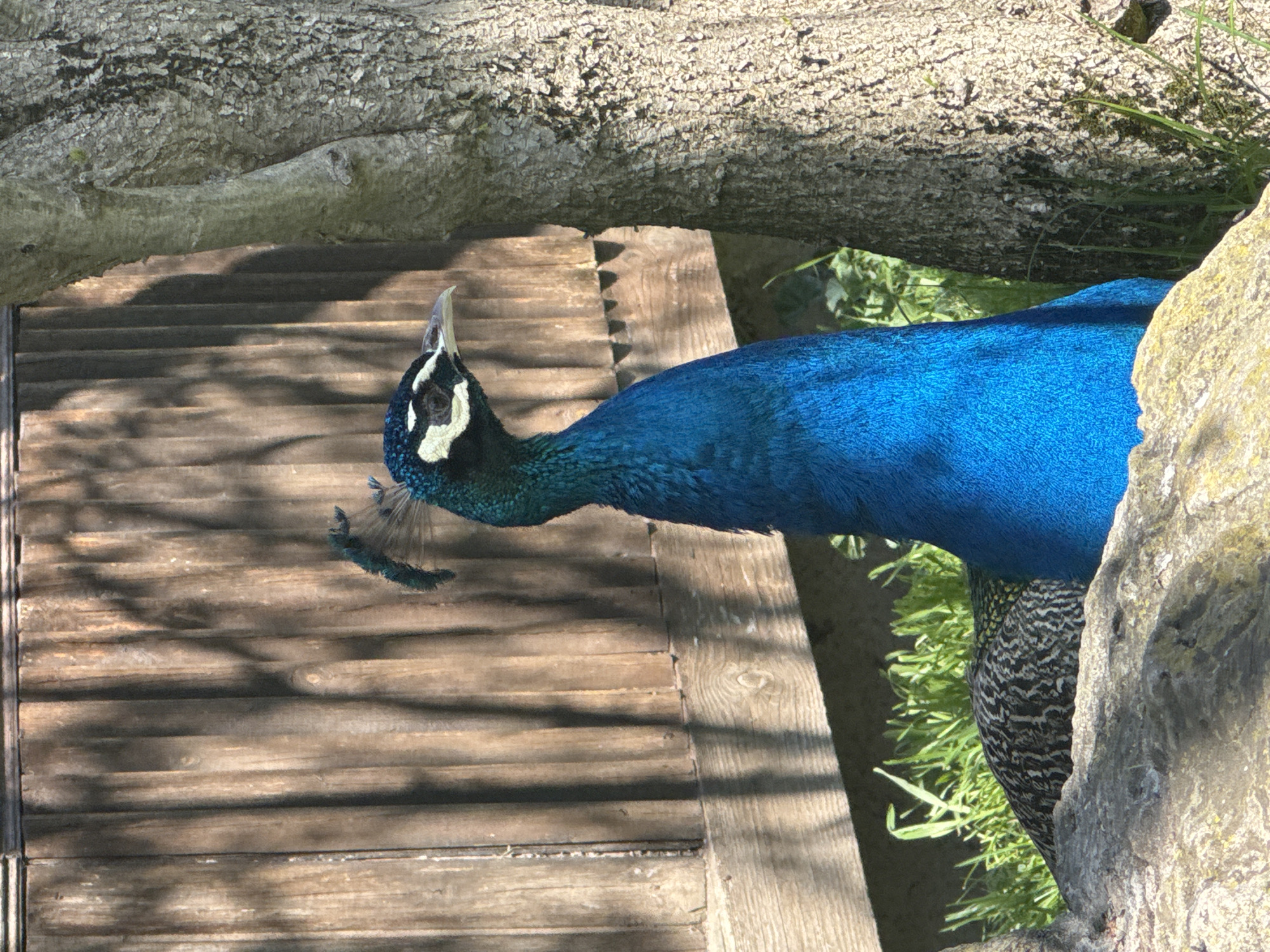 A close-up, high-angle shot shows a vibrant blue peacock near a wooden structure and a tree, suggesting an outdoor enclosure or park environment in Kalimantsi, Bulgaria. The peacock, with its head and neck prominently displayed, is positioned near a light-colored rock or retaining wall, with patches of green grass visible nearby. The background includes a tree branch above and a wooden platform, potentially steps or a boardwalk, casting shadows on the wooden surface. The image focuses on the peacock's physical features, highlighting its bright blue feathers and distinctive head markings, set against the natural backdrop of wood, foliage, and stone.