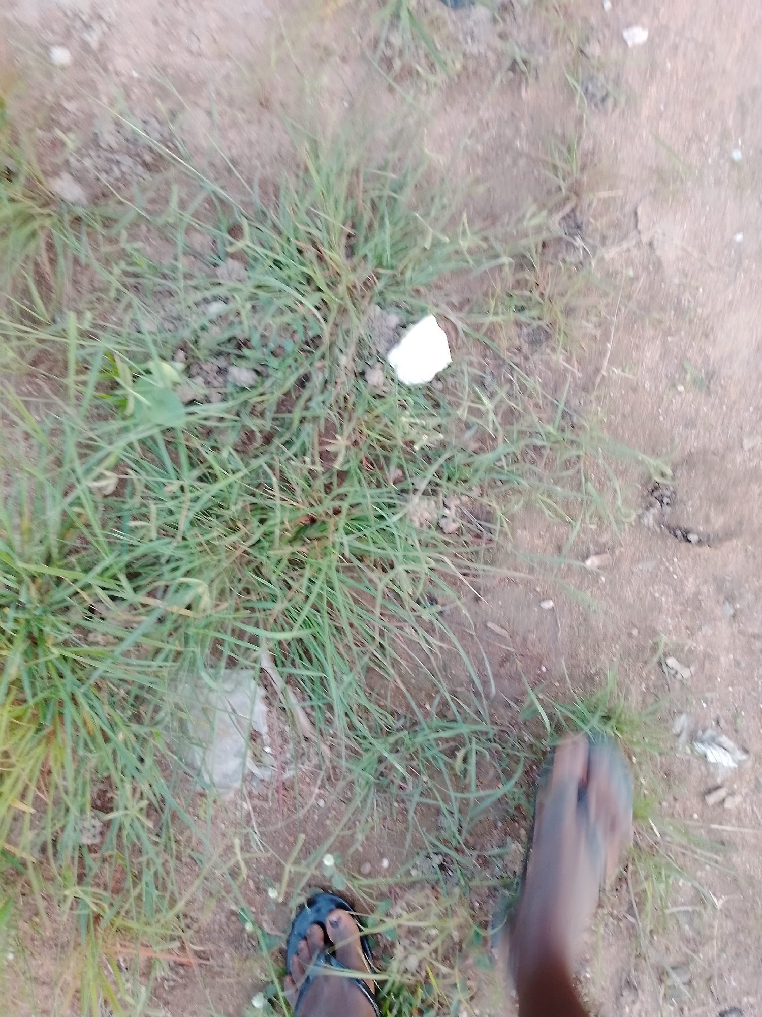 The media file shows a close-up view of a person's feet wearing dark sandals, standing on a patch of dry grass and dirt. The setting appears to be an outdoor environment in Gbaza, Nigeria. The ground is covered with sparse, dry, green grass, and the soil is sandy and appears dusty. There are a few small pieces of white debris scattered around the grass. The lighting suggests it is daytime, possibly late afternoon due to the soft shadows. The image captures a moment of stillness, with no discernible activity taking place beyond the person standing. The focus is on the ground and the feet, highlighting the texture of the grass and soil. There is no visible text in the image.