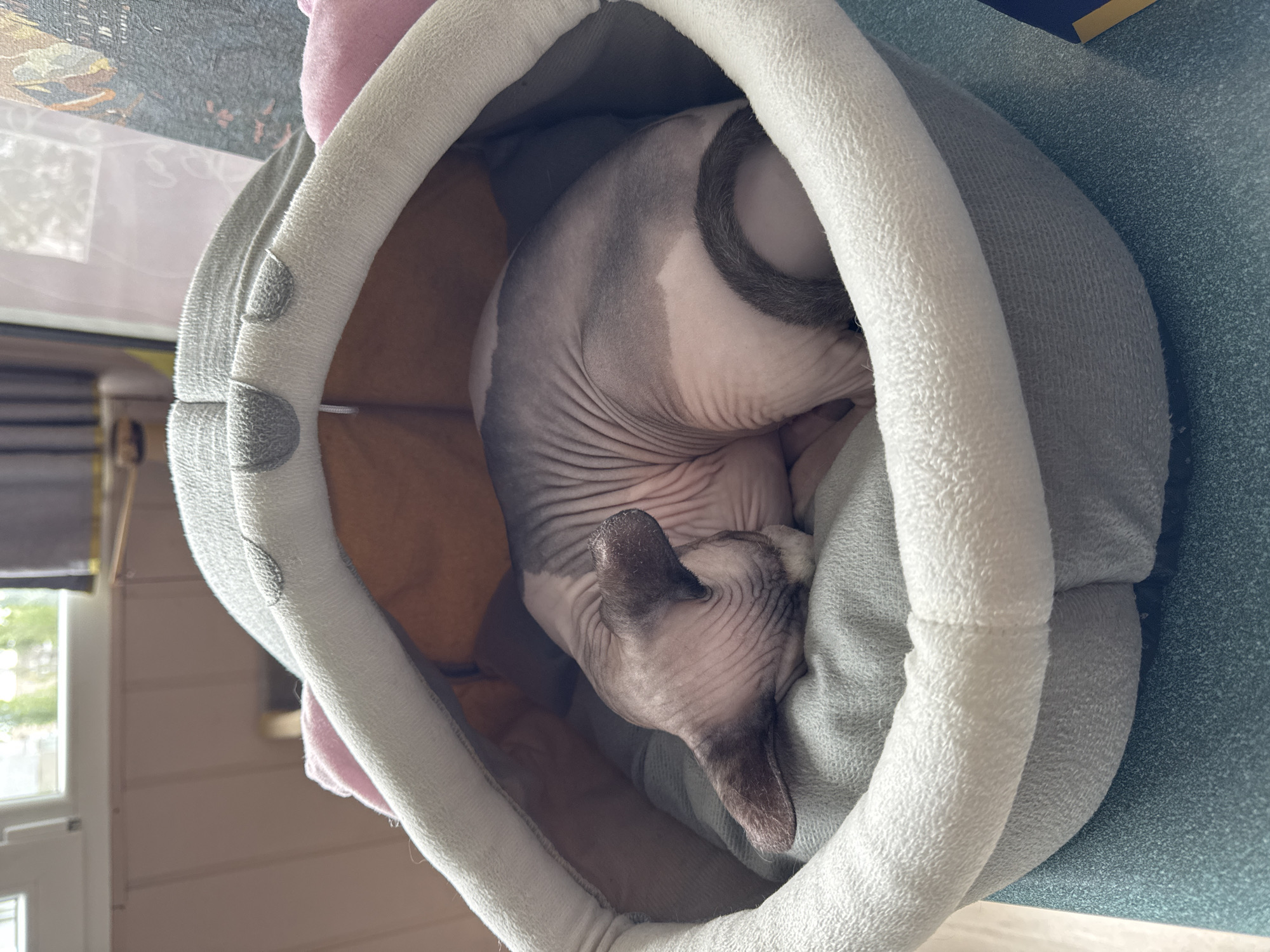 A hairless cat is curled up in a cat bed. The cat is mostly gray with a white patch on its side and a gray tail. The cat bed is gray and white with a pink section. The bed is sitting on a table in front of a window.