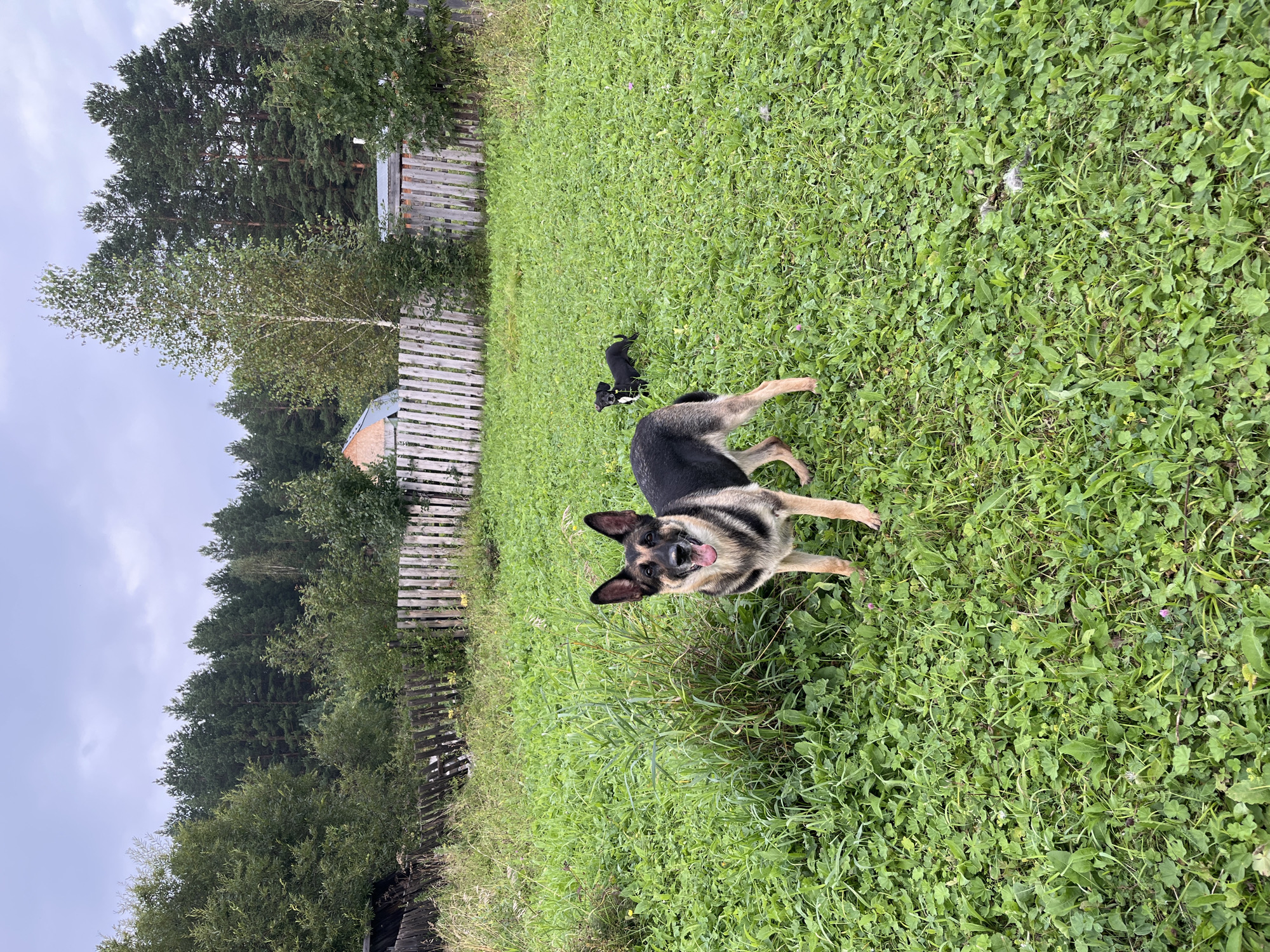 A German Shepherd dog stands in a grassy yard, its mouth open and tongue out. The dog is black and tan. Behind it, a smaller black dog with a white chest watches. The yard is covered in lush green grass and weeds, with some taller green plants to the left. A weathered wooden fence runs across the middle ground of the image, separating the yard from a line of trees in the background. A small section of a brick building is visible behind the fence. The sky is overcast and gray. This appears to be a rural or suburban backyard scene, possibly in Nizhny Tagil, Russia, given the presence of pine trees common to the region and the rustic fencing style.