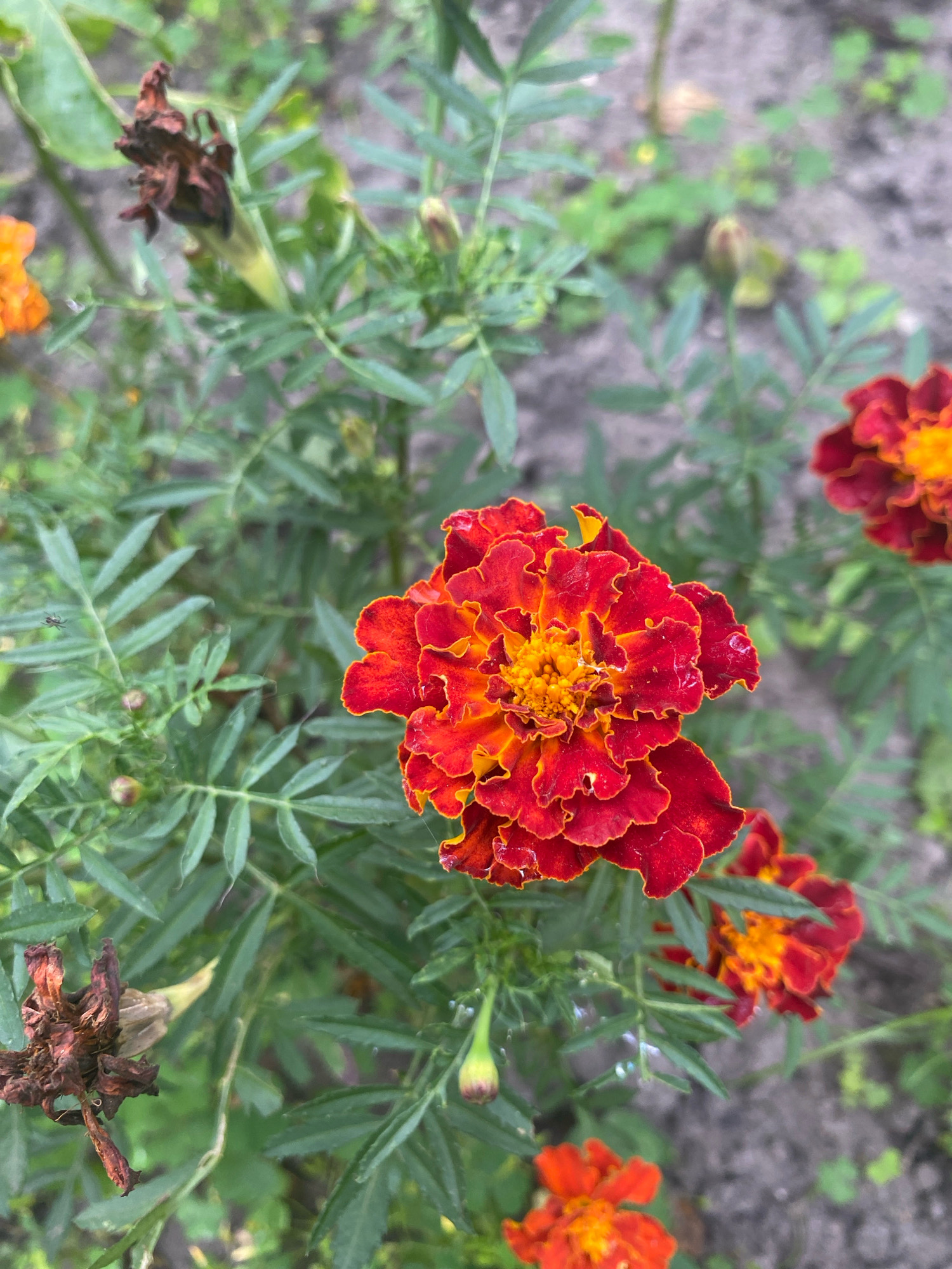 A close-up, vertical shot captures several marigold flowers in various stages of bloom and decay, set against a backdrop of green foliage and gray soil. The most prominent flower, in the center-right, displays vibrant red petals with yellow edges, its center a dense cluster of smaller yellow florets. To its right, another marigold of similar coloring is partially visible. In the lower section of the image, two smaller, bright orange marigolds are visible, one in focus and the other slightly blurred. The upper left and lower left corners feature withered, brown marigolds, their petals dried and curled. The leaves of the marigold plants are a rich green, feathery in appearance, and some appear slightly damp, possibly from recent rain. The soil is a muted gray, with scattered small green weeds and plant stems. A tiny spider is visible on a leaf in the mid-left portion of the frame, a delicate web also present. No people are present. The scene appears to be an outdoor garden, likely in Kniazhychi, Ukraine, given the context.