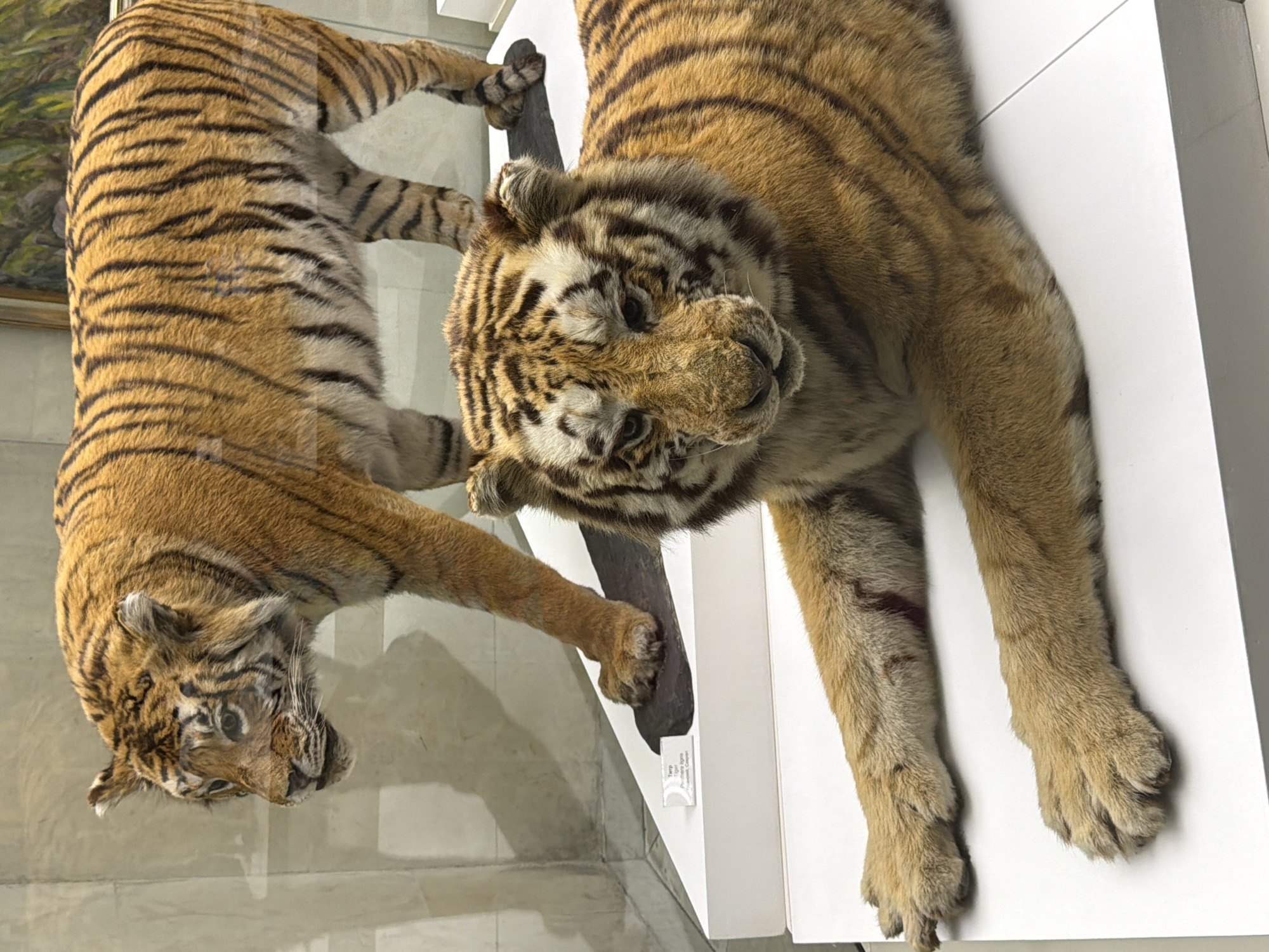 The image shows two taxidermied tigers, likely on display in a museum or educational institution. The tiger in the foreground is lying down with its front paws extended. The tiger in the background is standing and facing left, with its head turned slightly towards the viewer. Both tigers are orange with black stripes. The background is a plain, light-colored wall, with a framed painting visible above the standing tiger. A small white label is present on a white tiered display platform in front of the standing tiger's right hind leg. The environment appears to be an indoor exhibition space.