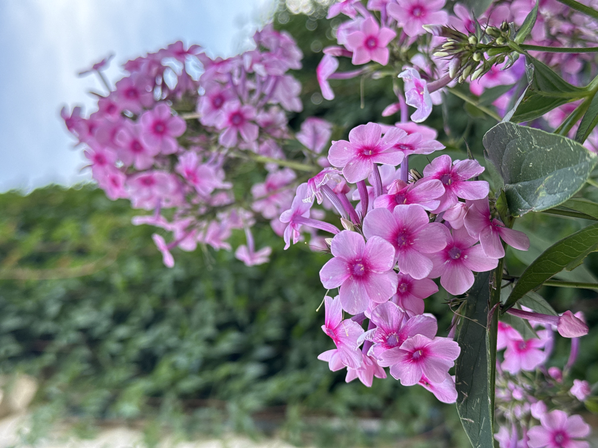A cluster of vibrant pink phlox flowers is in sharp focus in the foreground, with a lush green vine-covered wall or building in the blurred background. A bright blue sky with soft clouds is visible in the upper right corner. The image appears to be a close-up shot of a garden or park. There is no discernible location in Prokopyevsk, Russia that can be identified from this image.