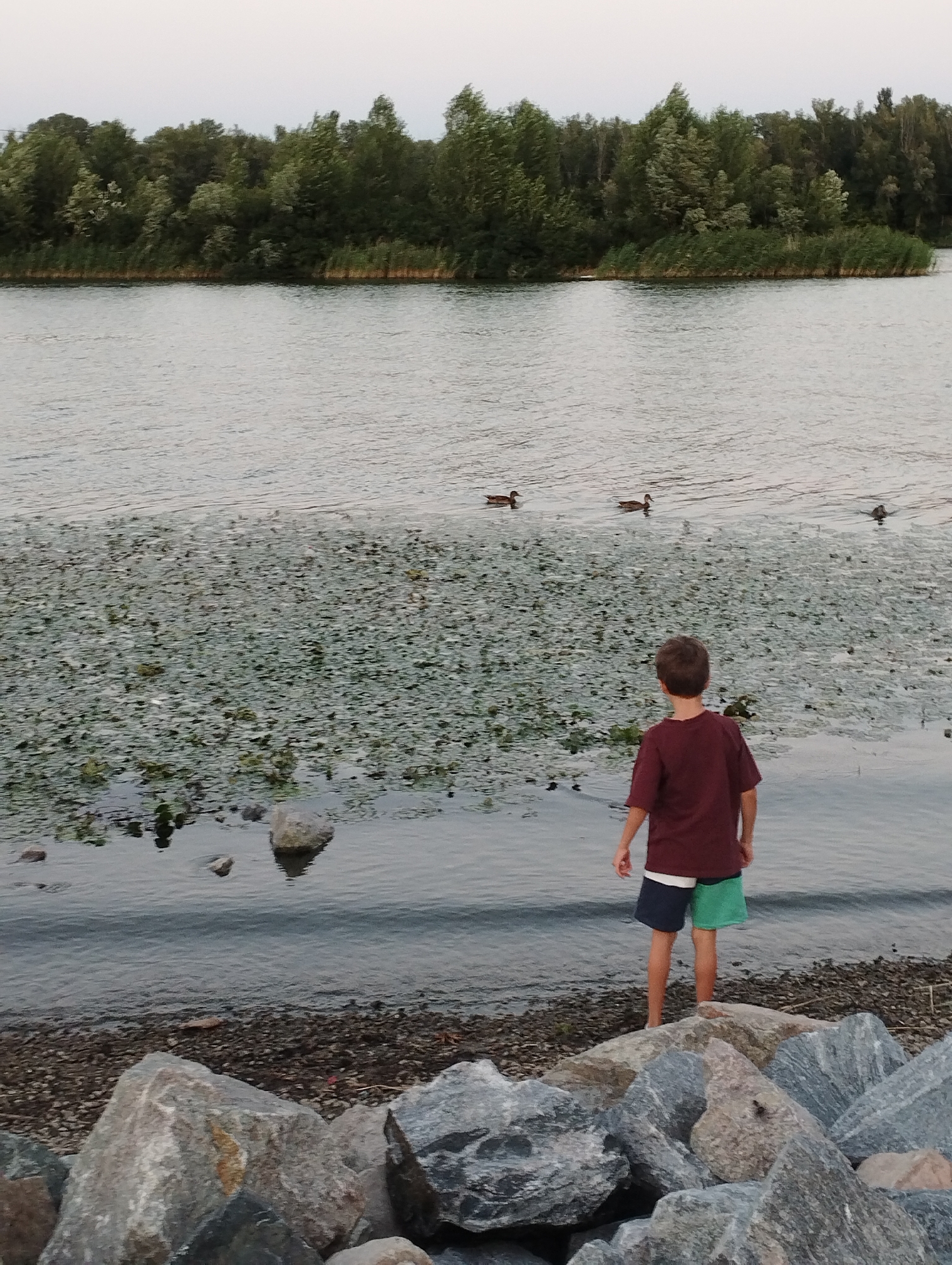 A young boy stands on a rocky shore, facing a body of water. He is wearing a maroon t-shirt and navy and green shorts. In the water, there are several ducks swimming. The background shows a dense line of trees. The sky is overcast.