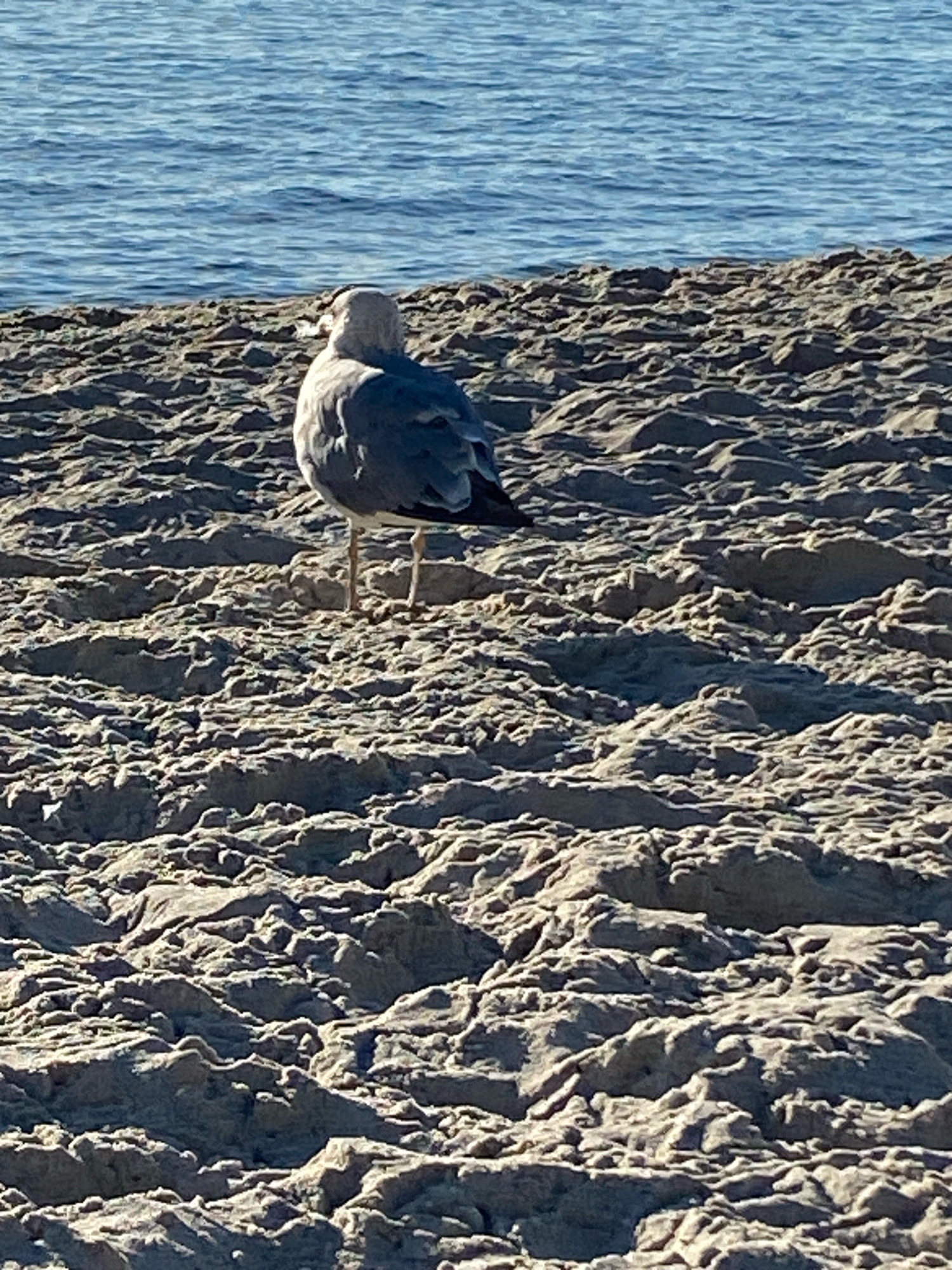 A seagull stands on a sandy beach, facing away from the camera. The sand is coarse and textured with deep shadows. In the background, the blue water of the sea stretches to the horizon. The scene is likely a beach in Odesa, Ukraine.